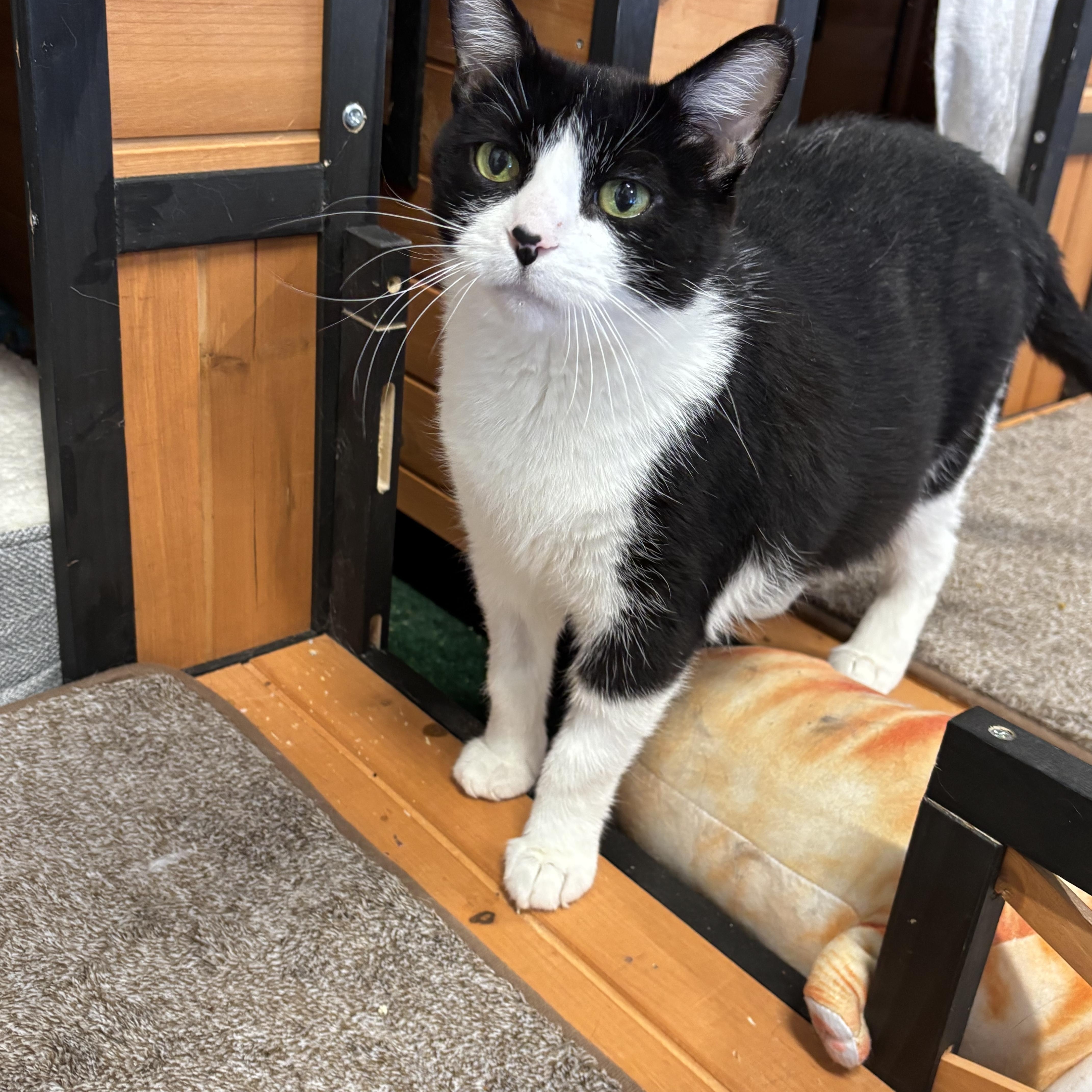 Enlarge Lotus, an adopted Domestic Short Hair in Ottawa, ON image 1/2