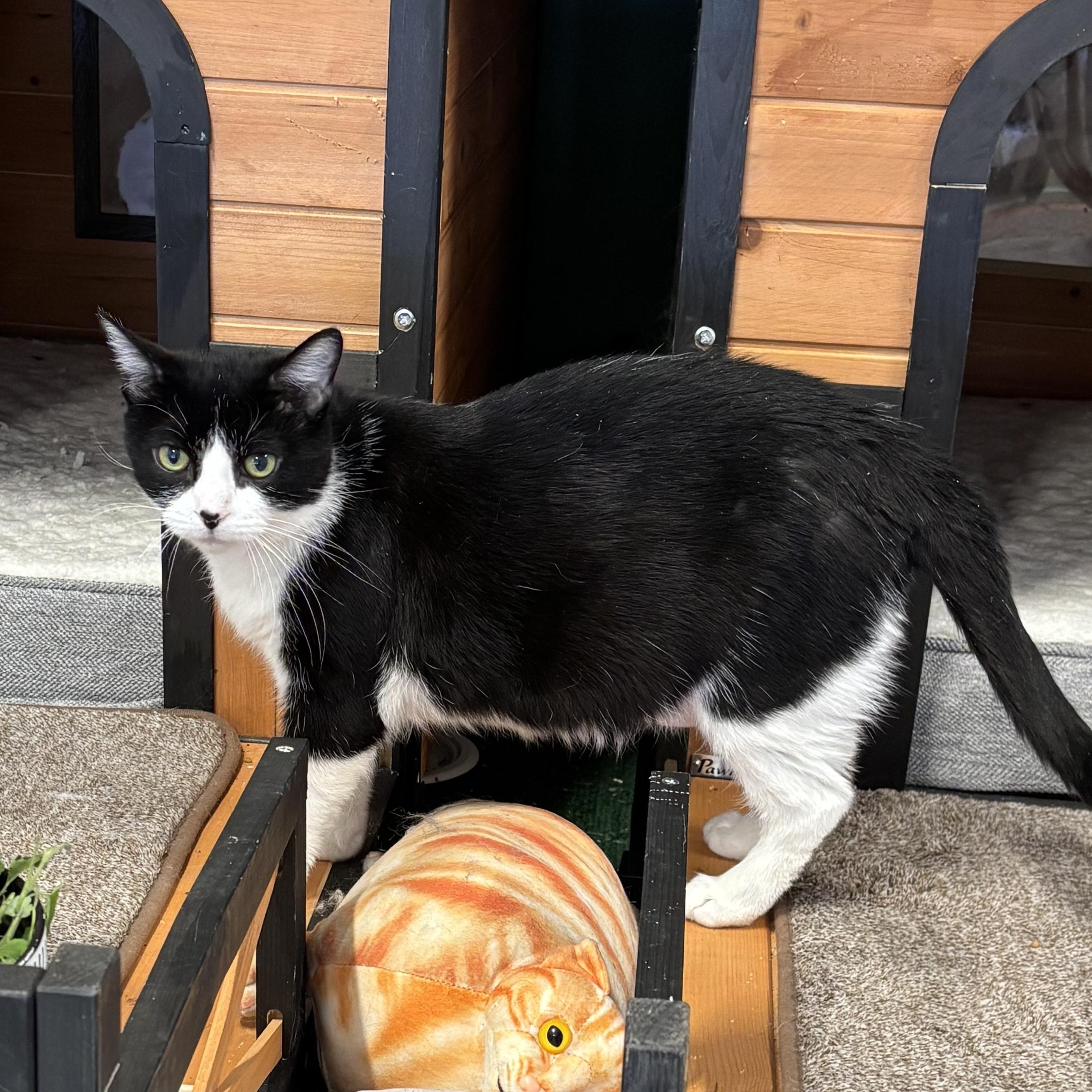 Enlarge Lotus, an adopted Domestic Short Hair in Ottawa, ON image 2/2