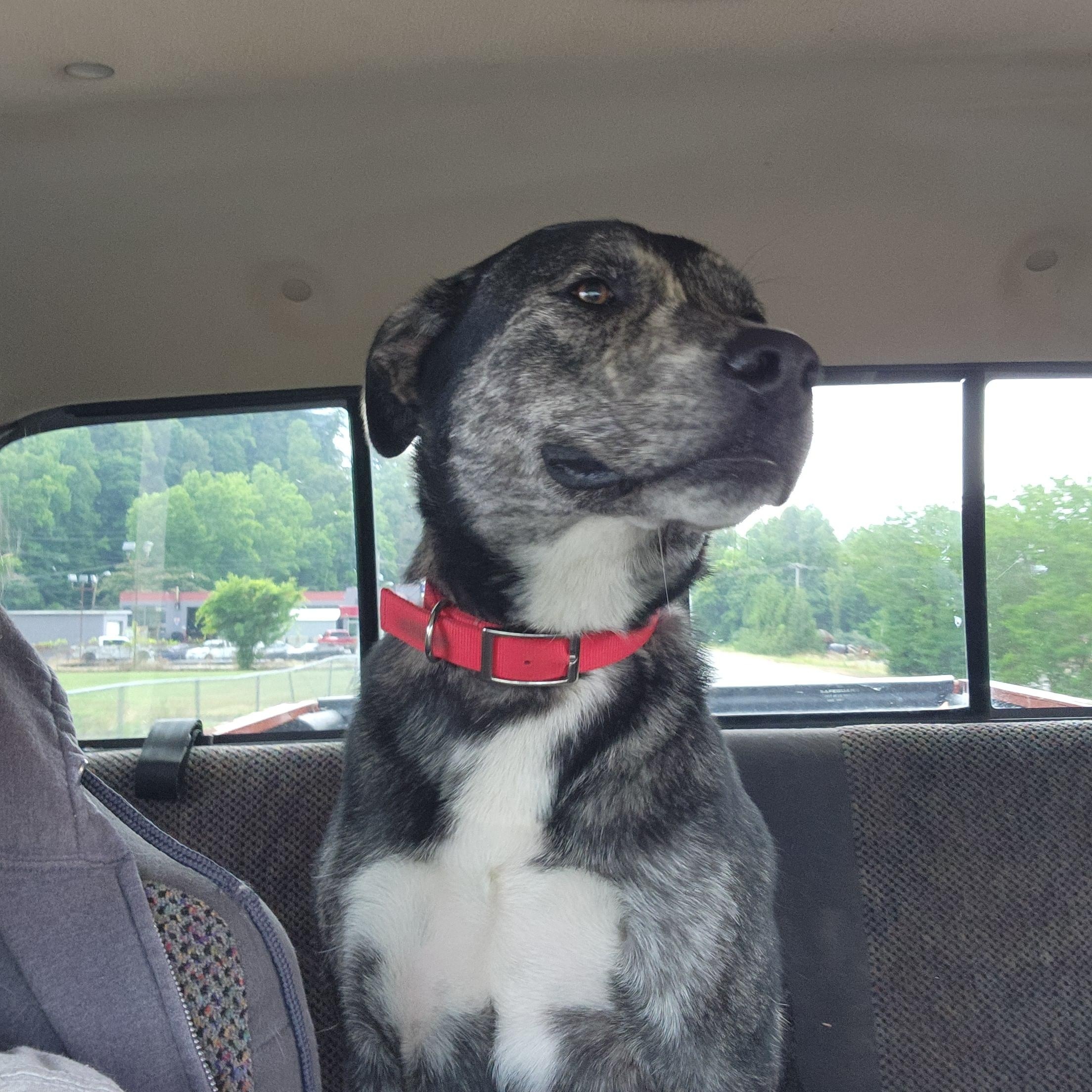 Enlarge Timber, a Adoptable mixed breed in Stuart, VA image 2/3