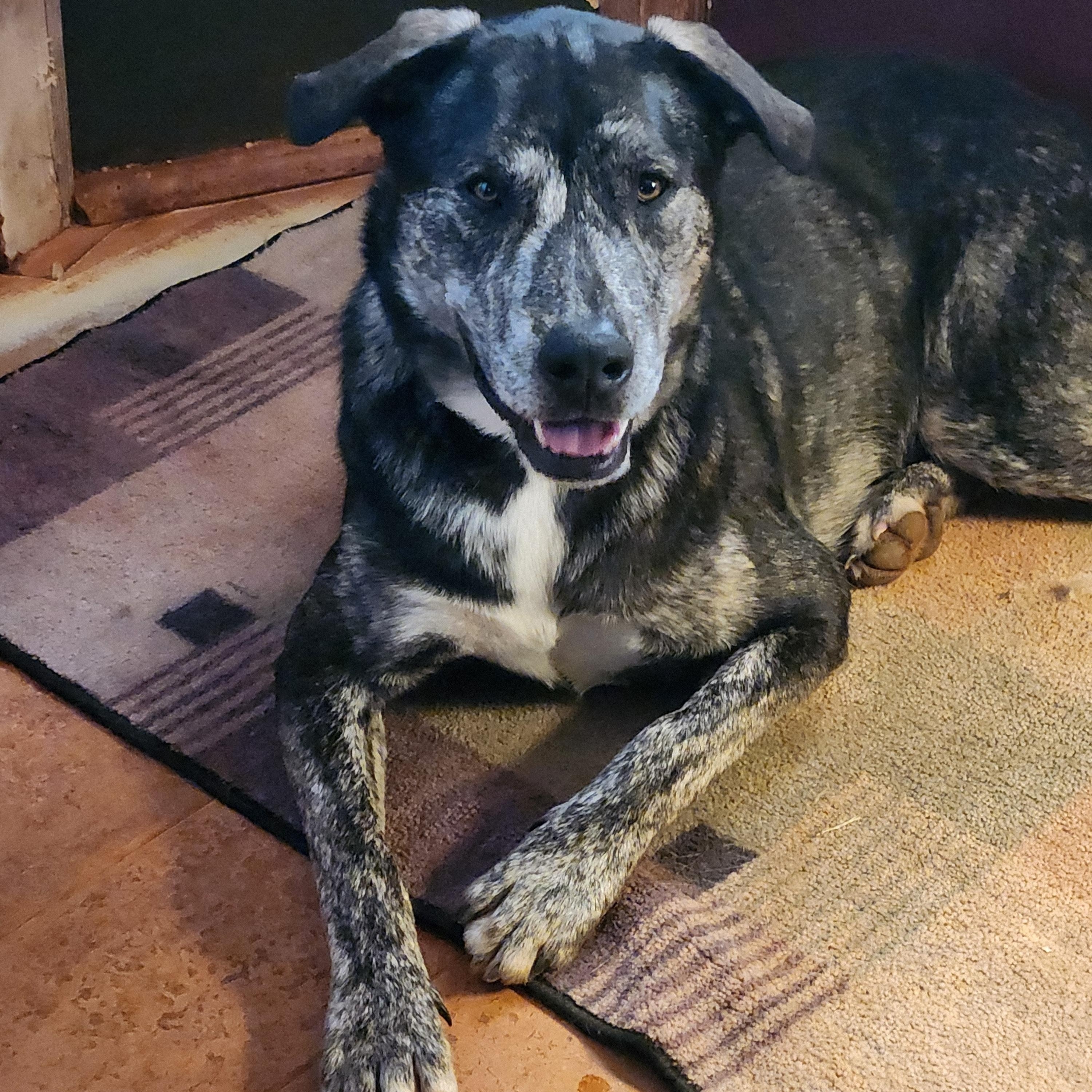 Enlarge Timber, a Adoptable mixed breed in Stuart, VA image 1/3