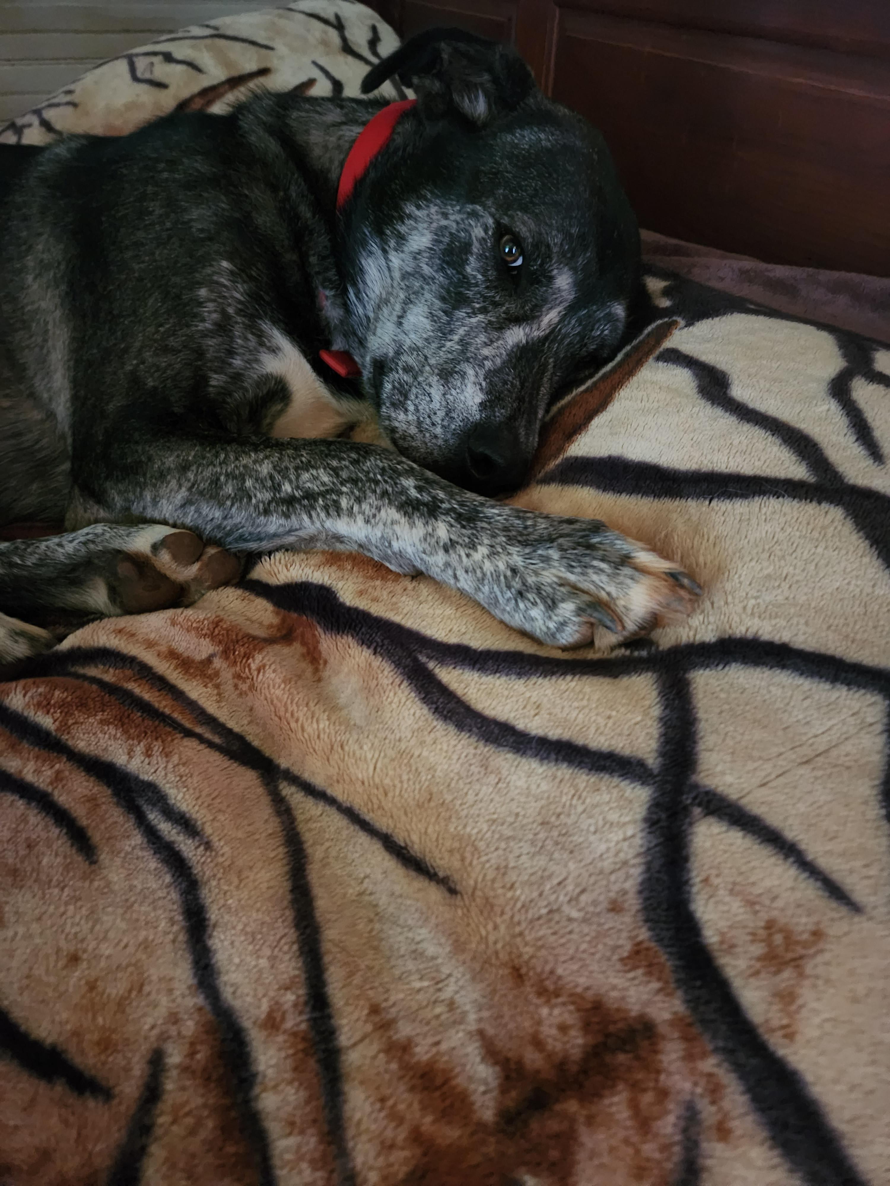 Enlarge Timber, a Adoptable mixed breed in Stuart, VA image 3/3