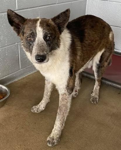 Bar Ditch, Adoptable, Adult Male Cattle Dog & Mixed Breed.