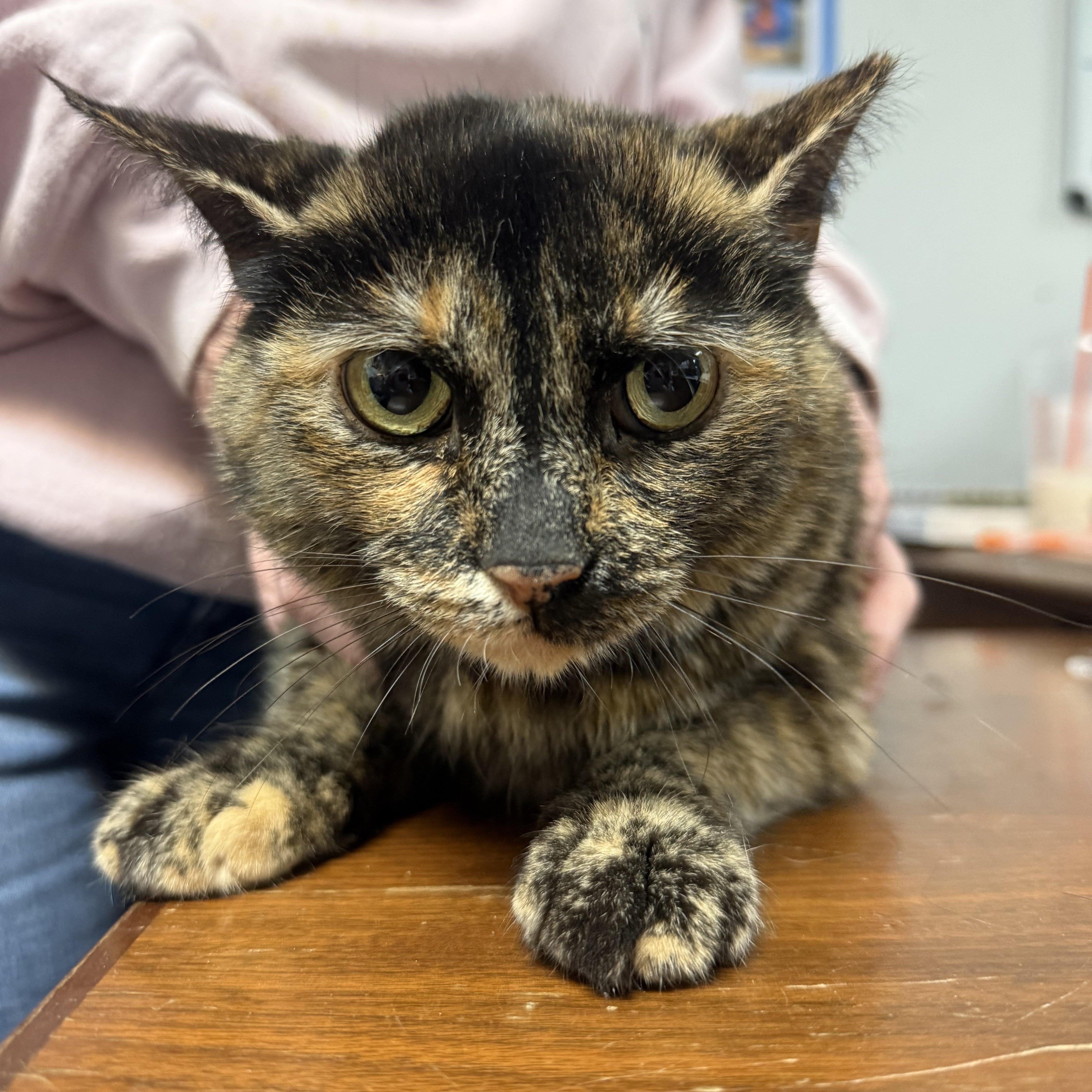 Splinter thumbnail 4