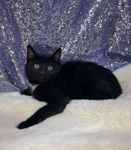 Kettle, Adoptable, Young Male Domestic Short Hair.
