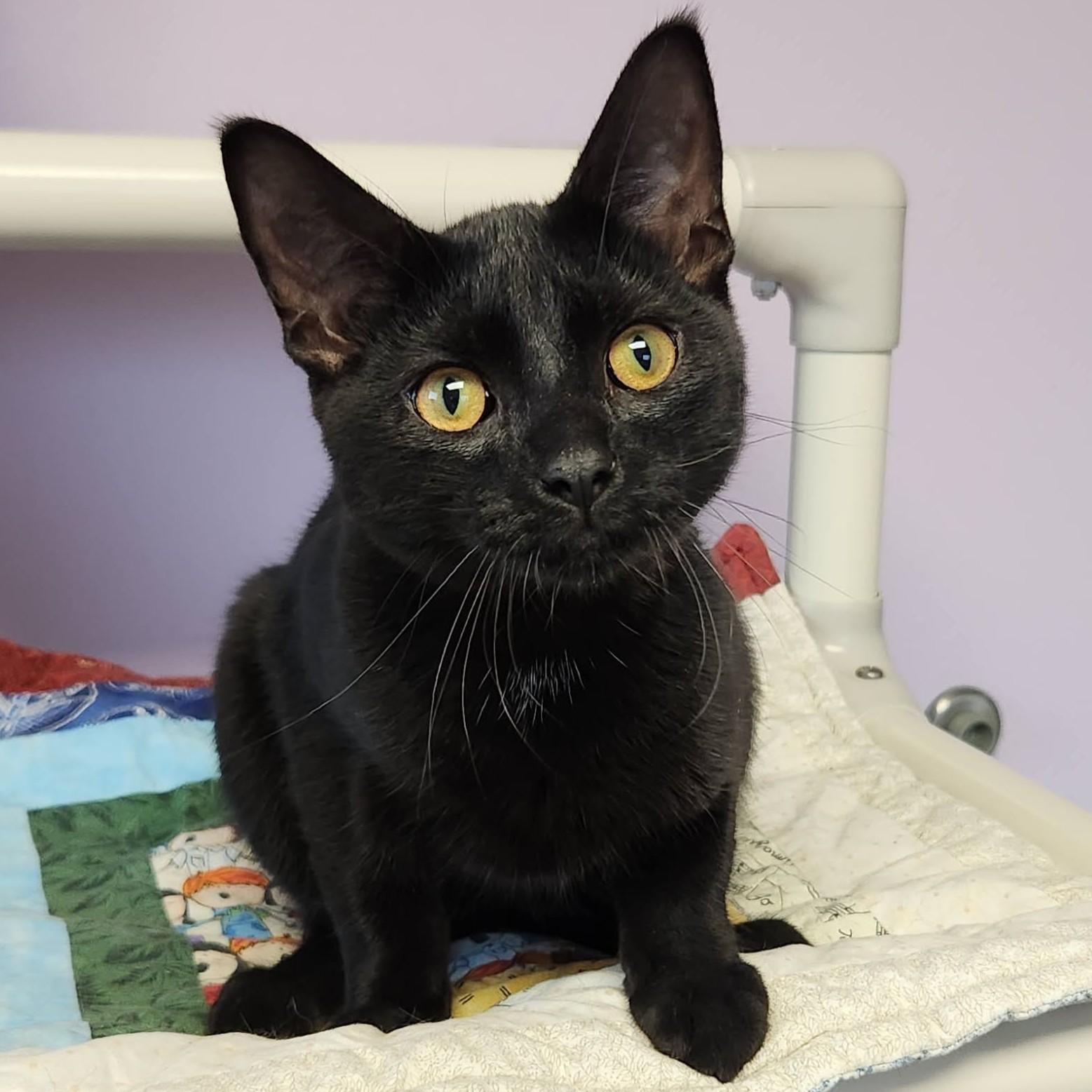 Henry, Adoptable, Young Male Domestic Short Hair.
