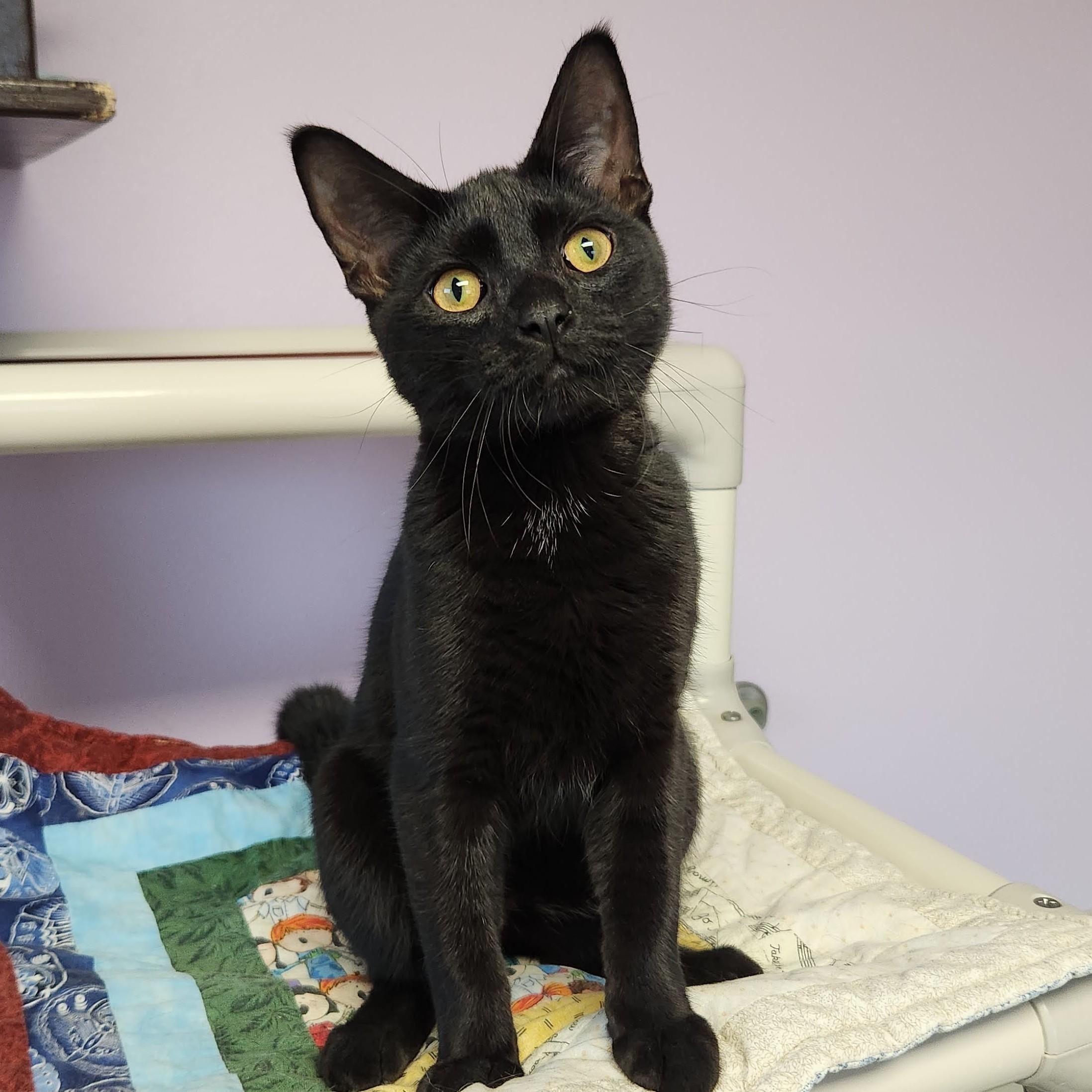 Enlarge Henry, a Adoptable Domestic Short Hair in Marshfield, WI image 2/5