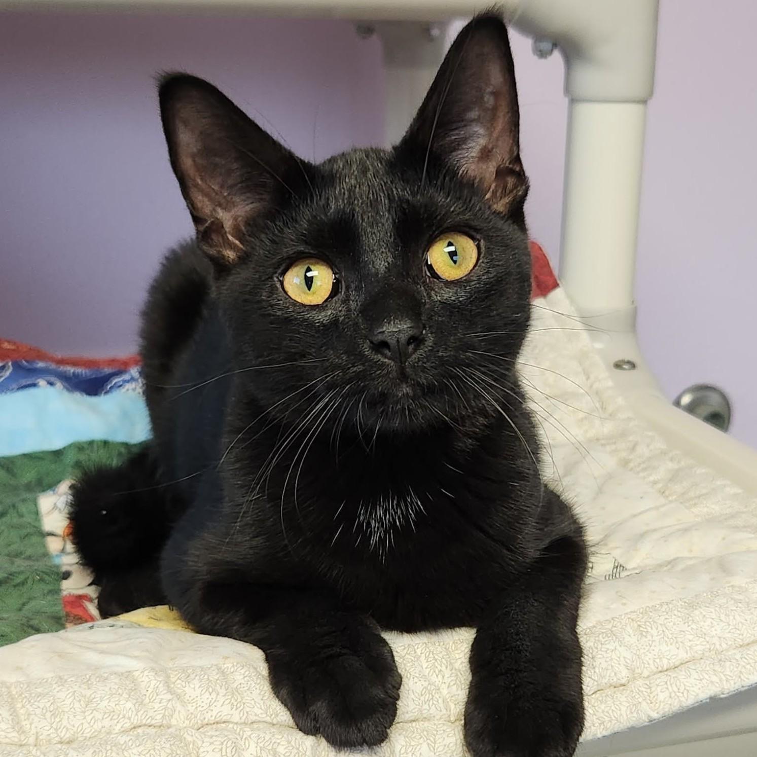 Enlarge Henry, a Adoptable Domestic Short Hair in Marshfield, WI image 3/5
