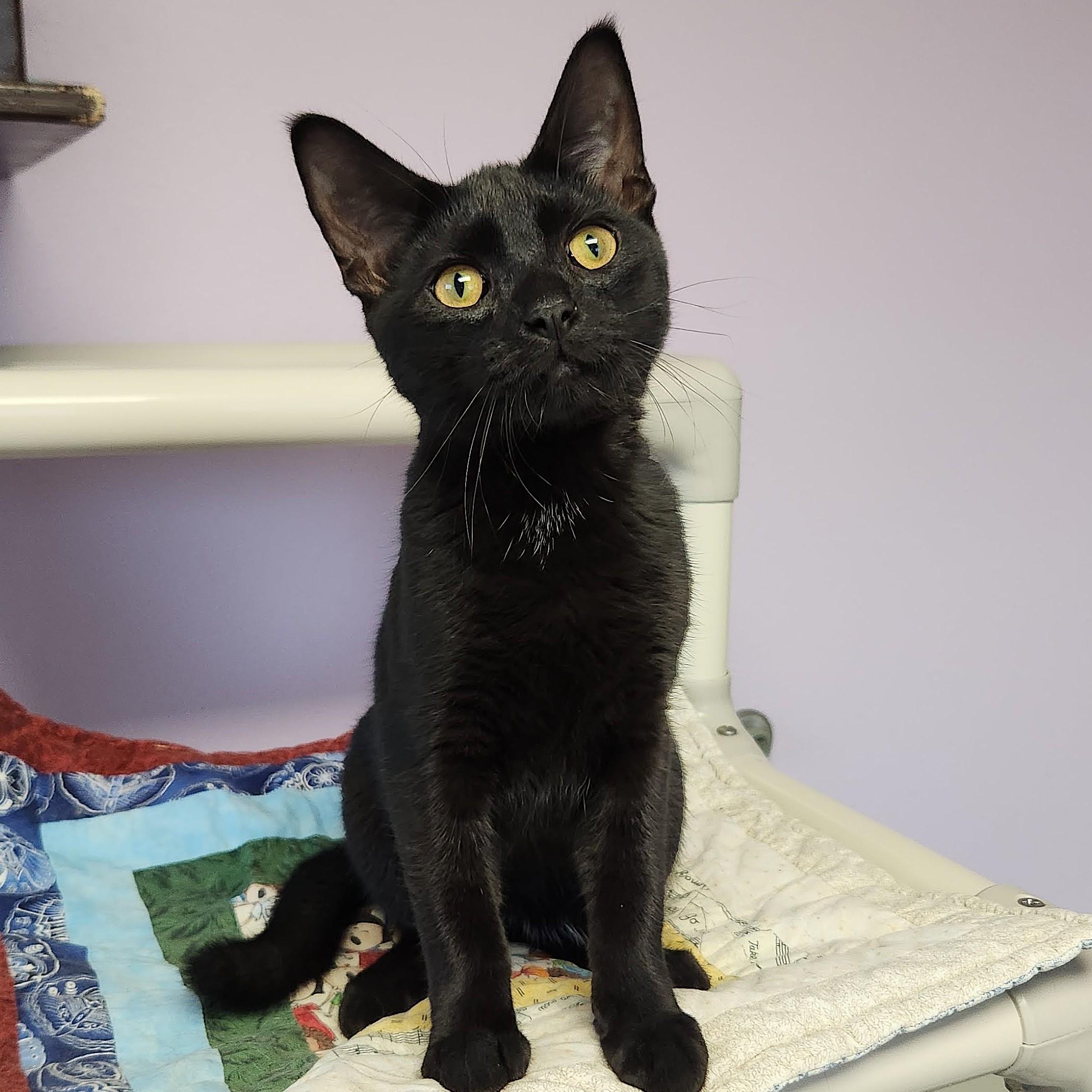 Enlarge Henry, a Adoptable Domestic Short Hair in Marshfield, WI image 4/5