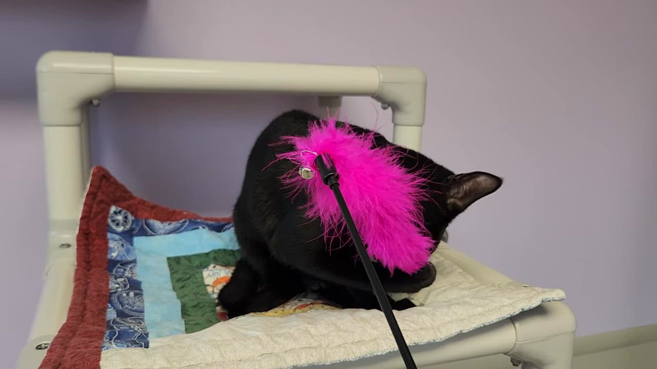 Enlarge Henry, a Adoptable Domestic Short Hair in Marshfield, WI video 5/5
