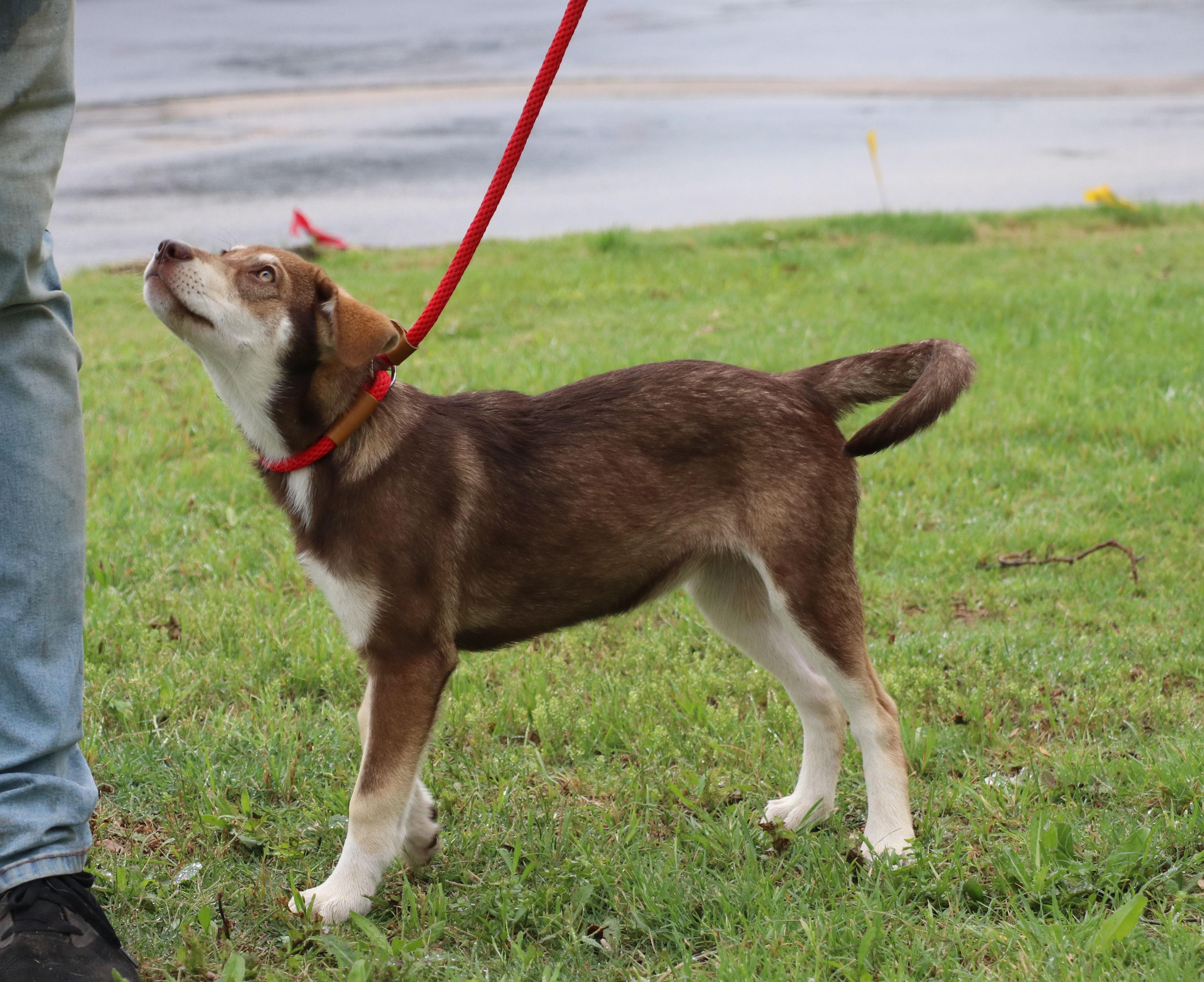 Freyja, an adopted mixed breed in Cape Neddick, ME image 3/6
