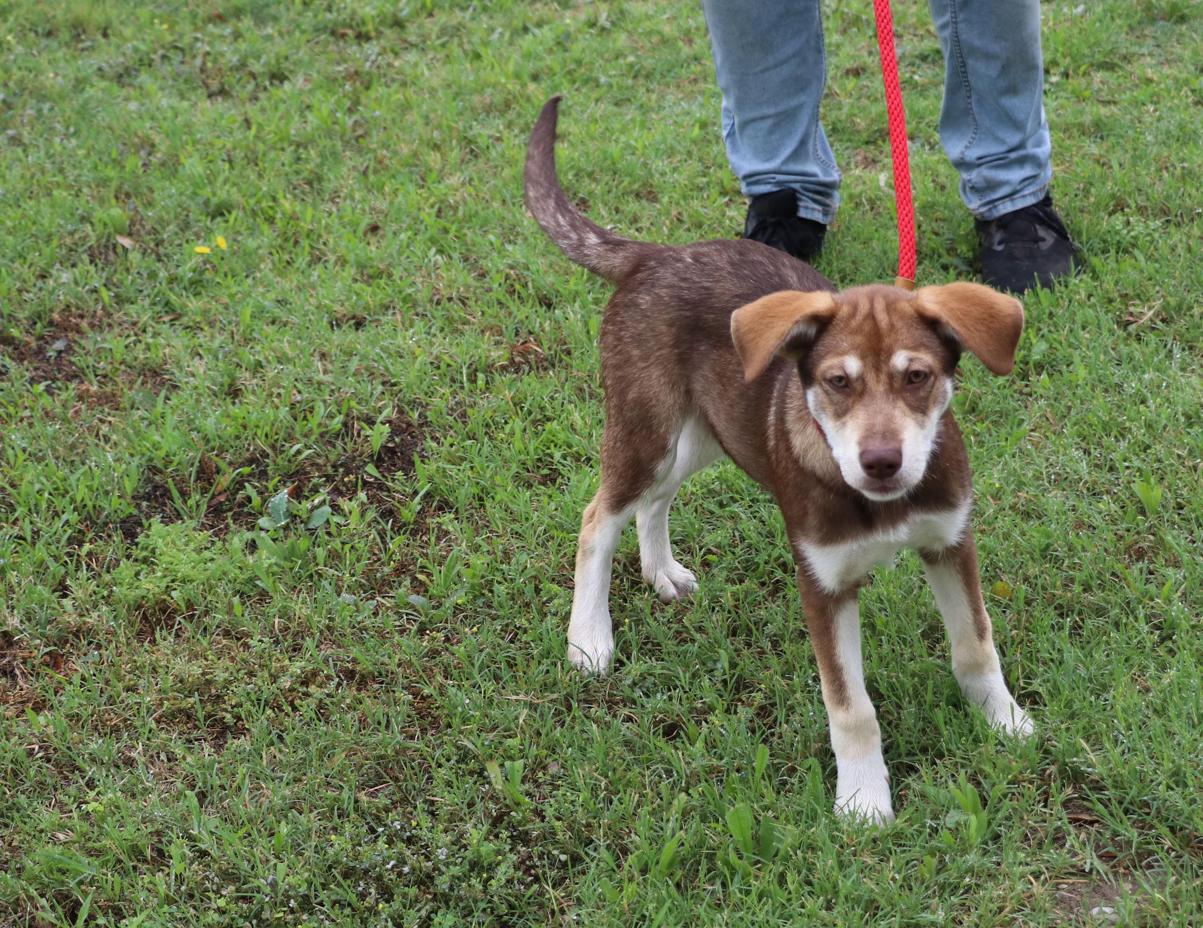 Freyja, an adopted mixed breed in Cape Neddick, ME image 4/6
