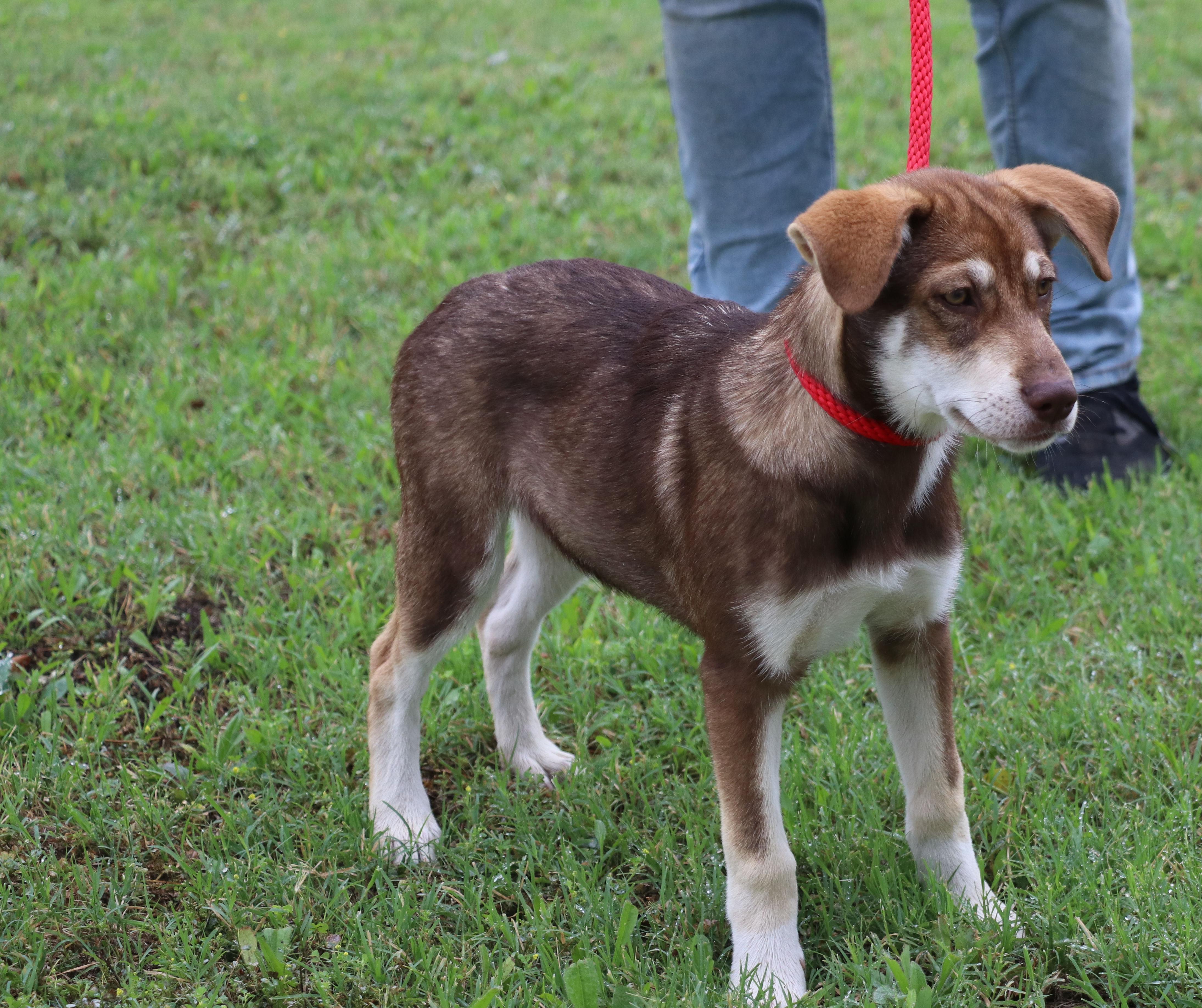 Freyja, an adopted mixed breed in Cape Neddick, ME image 1/6