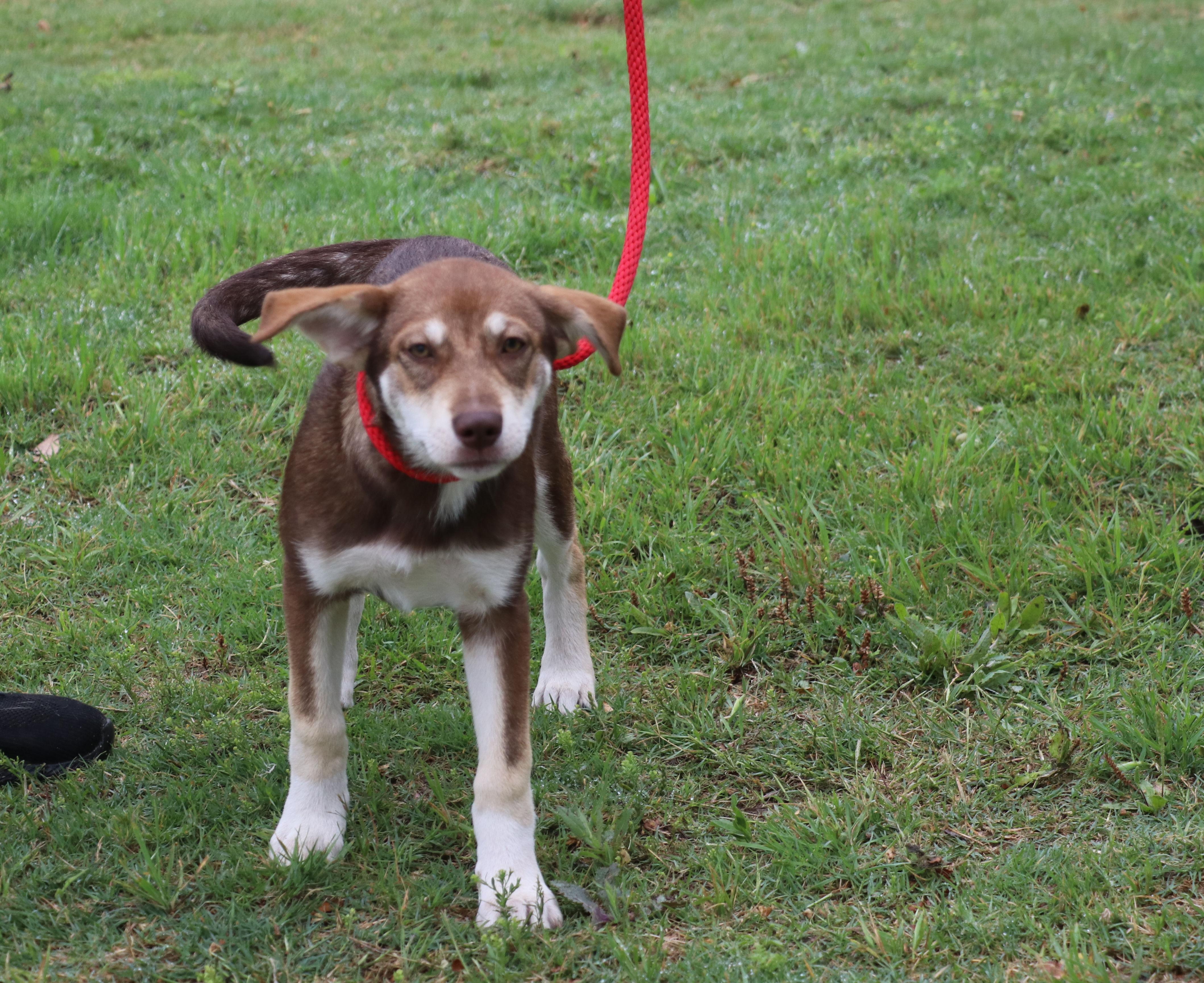 Freyja, an adopted mixed breed in Cape Neddick, ME image 6/6