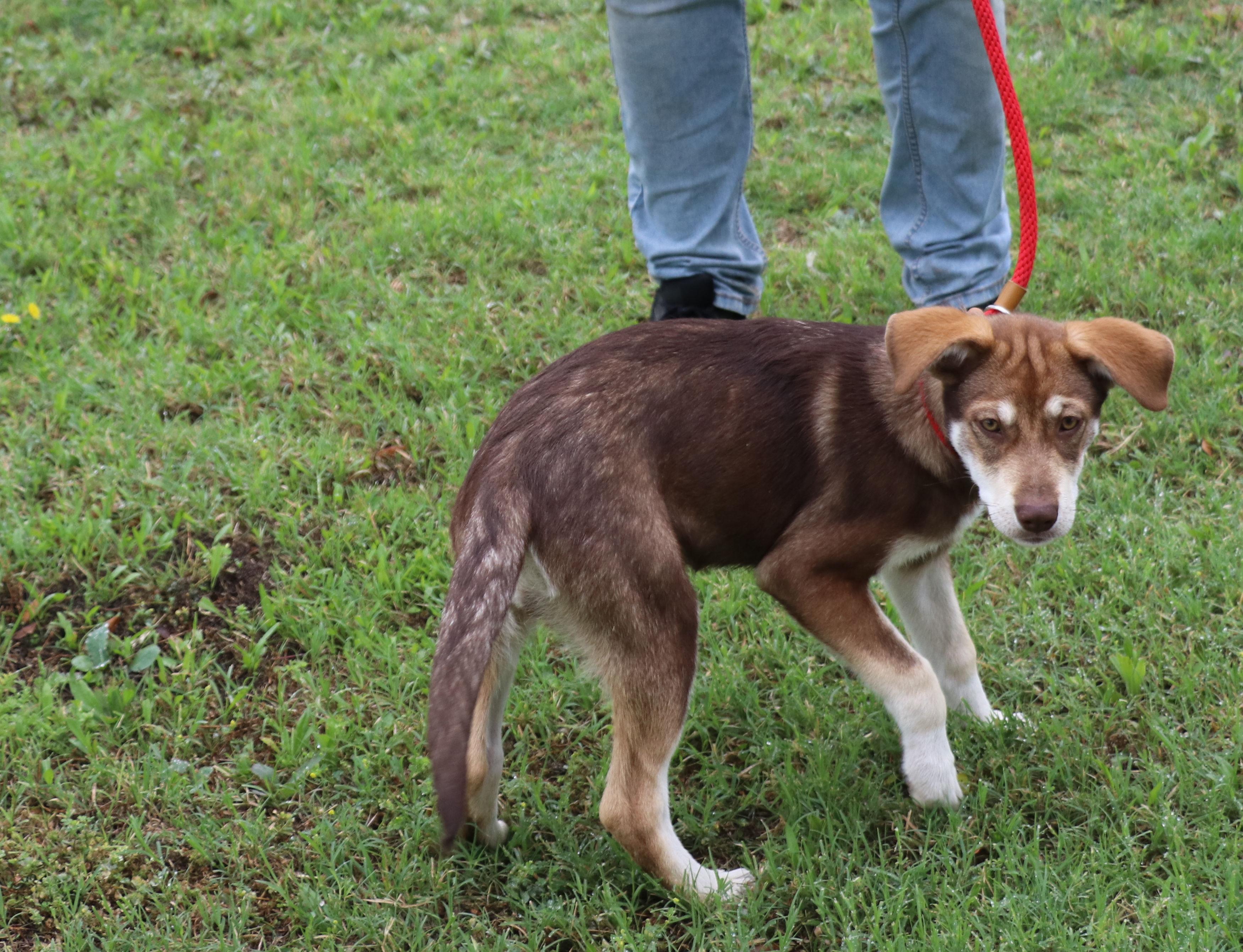 Freyja, an adopted mixed breed in Cape Neddick, ME image 5/6
