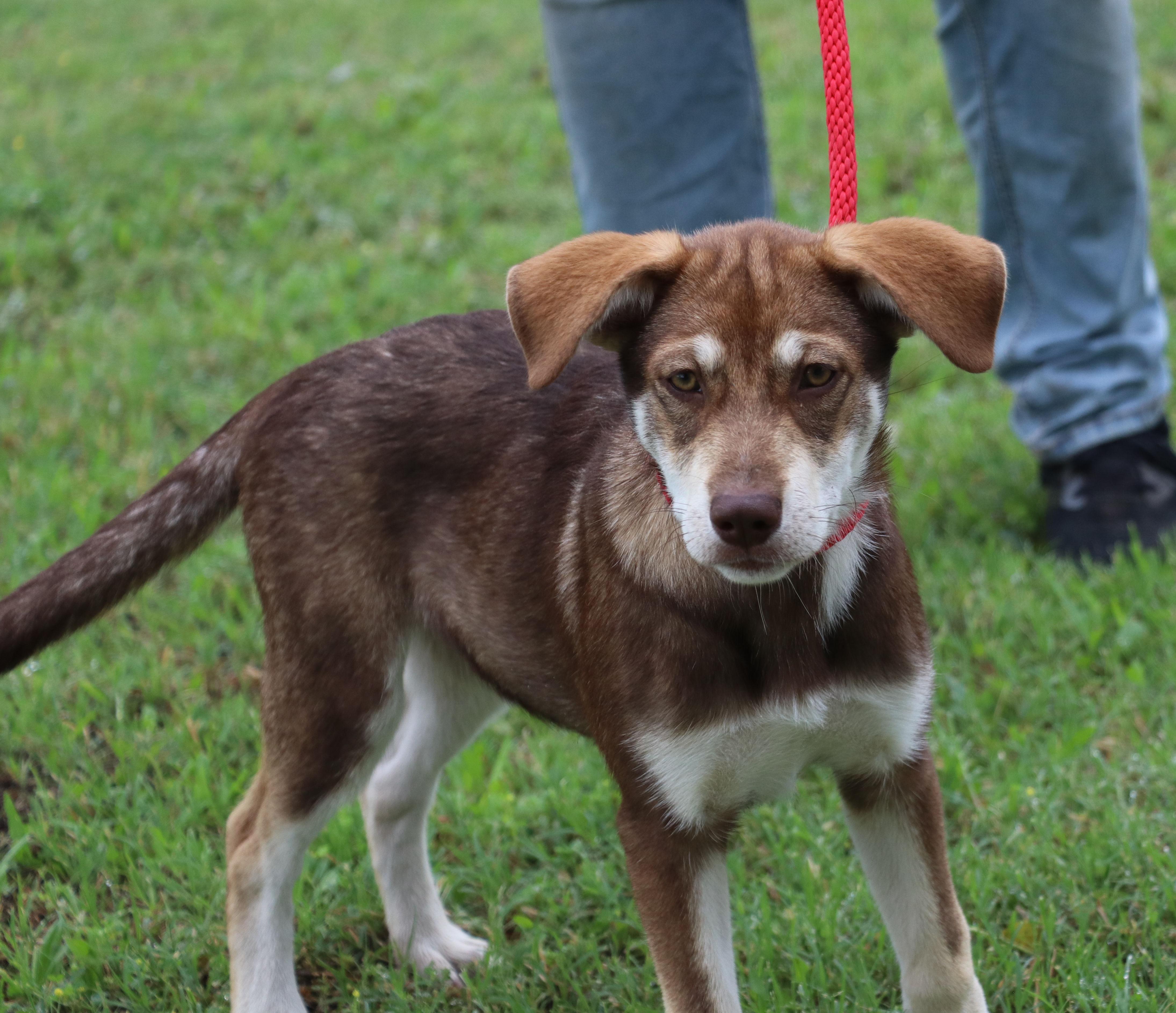 Freyja, an adopted mixed breed in Cape Neddick, ME image 2/6
