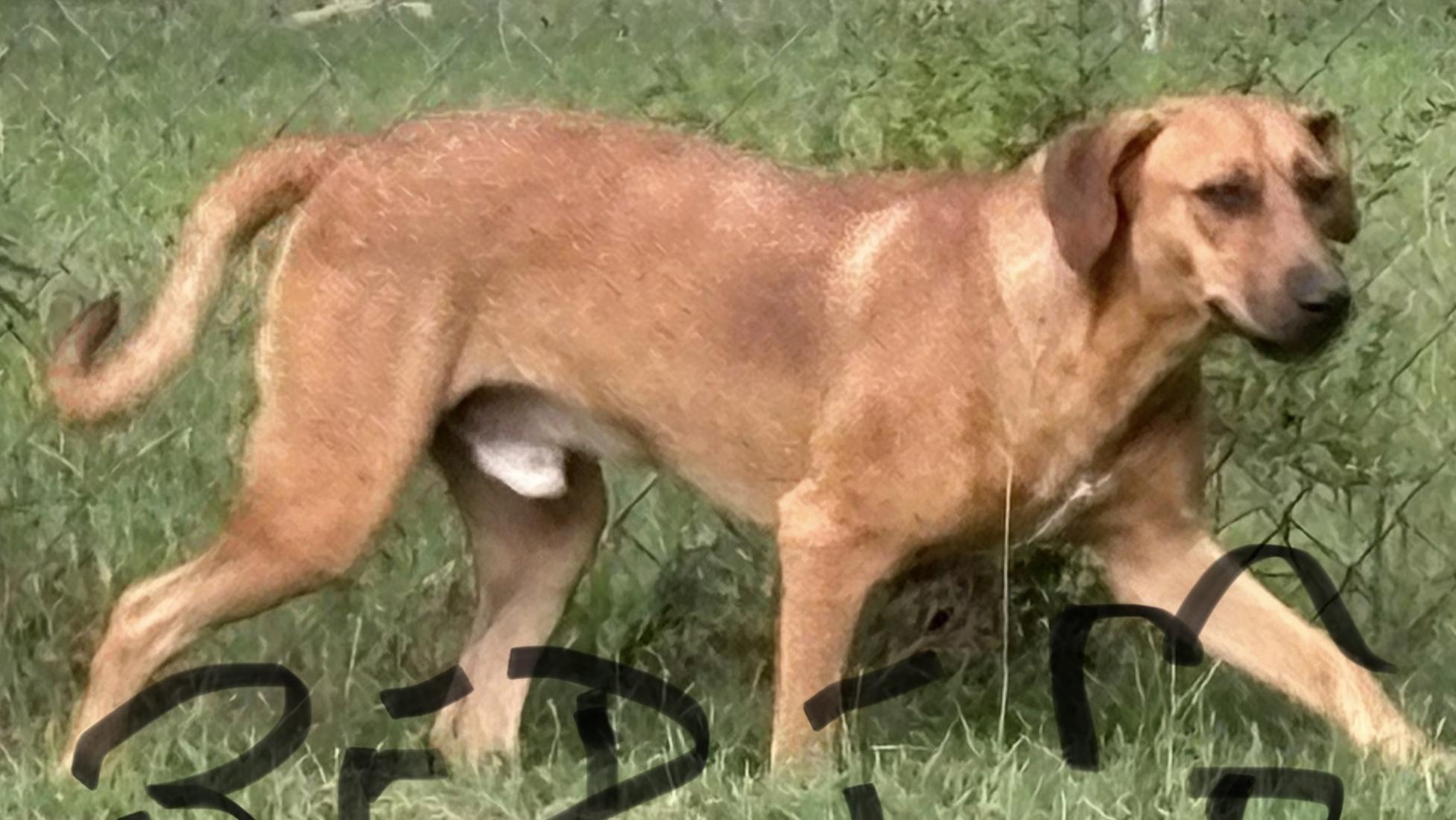 BIG BOY RED, a Adoptable mixed breed in Dallas, TX image 1/4