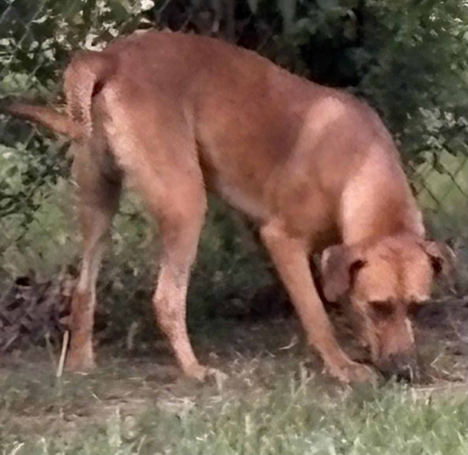 BIG BOY RED, a Adoptable mixed breed in Dallas, TX image 4/4