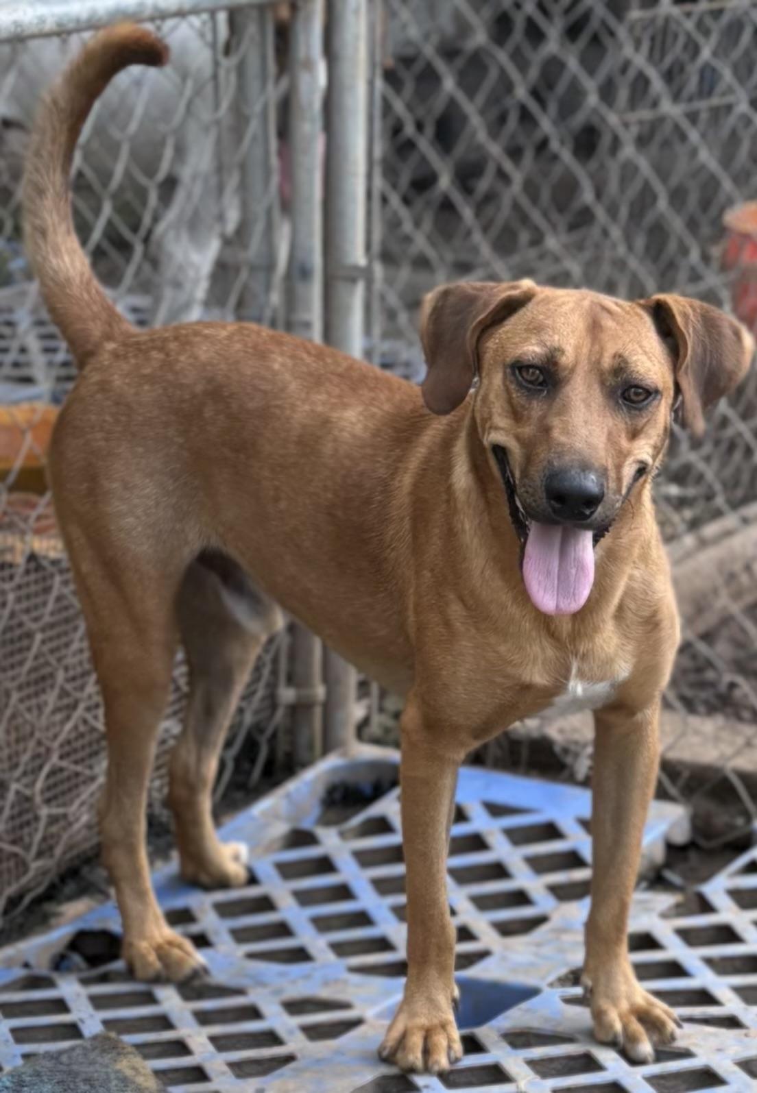BIG BOY RED, a Adoptable mixed breed in Dallas, TX image 3/4