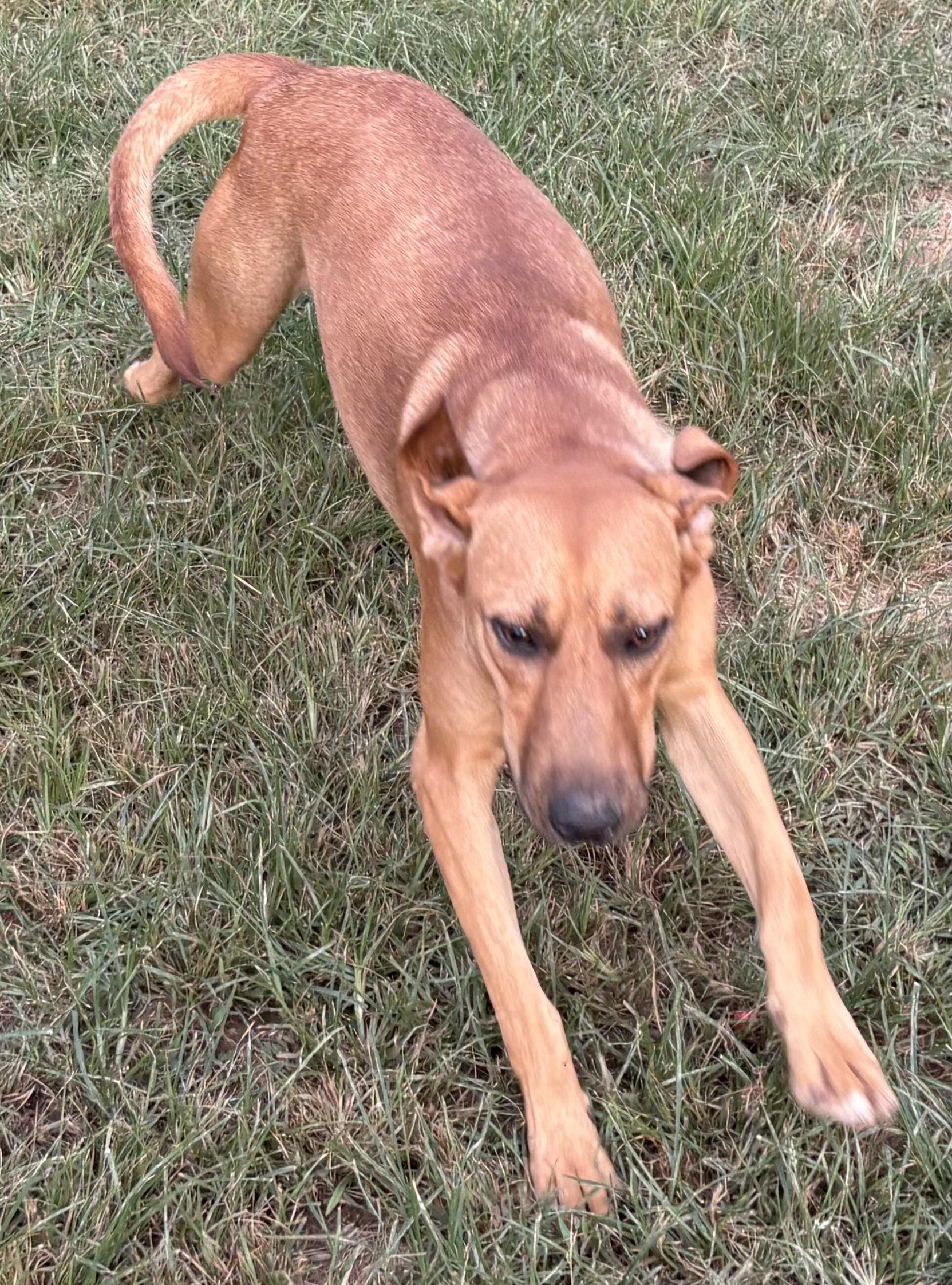 BIG BOY RED, a Adoptable mixed breed in Dallas, TX image 2/4