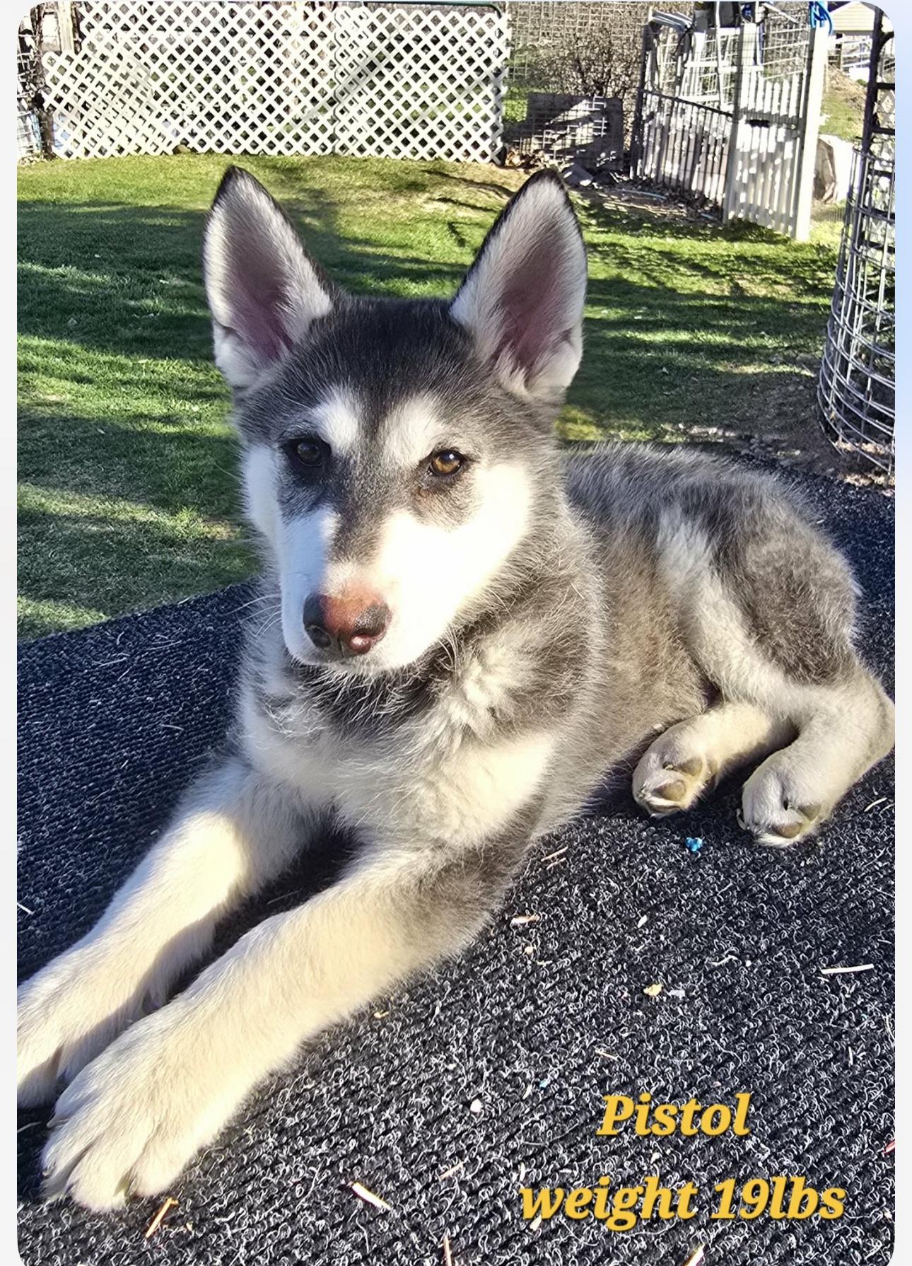 PISTOL, Adoptable, Puppy Male Alaskan Malamute.