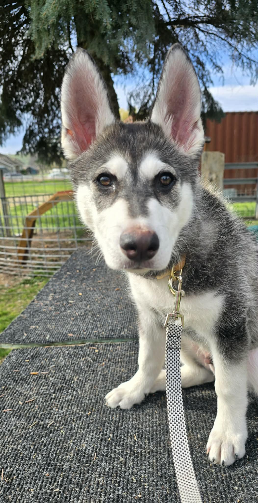 Enlarge PISTOL, a Adoptable Alaskan Malamute in Seattle, WA image 2/3