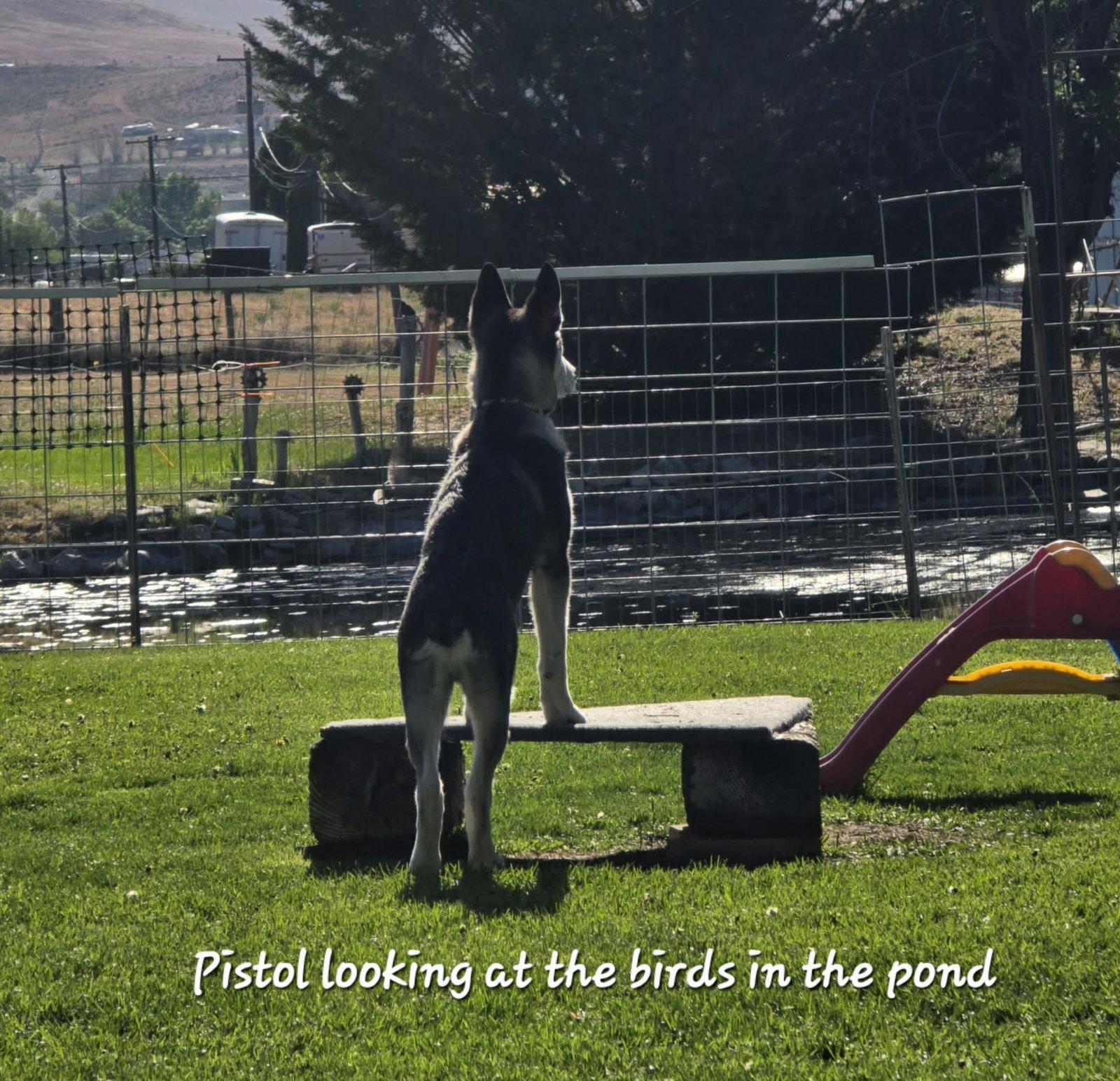 Enlarge PISTOL, a Adoptable Alaskan Malamute in Seattle, WA image 3/3