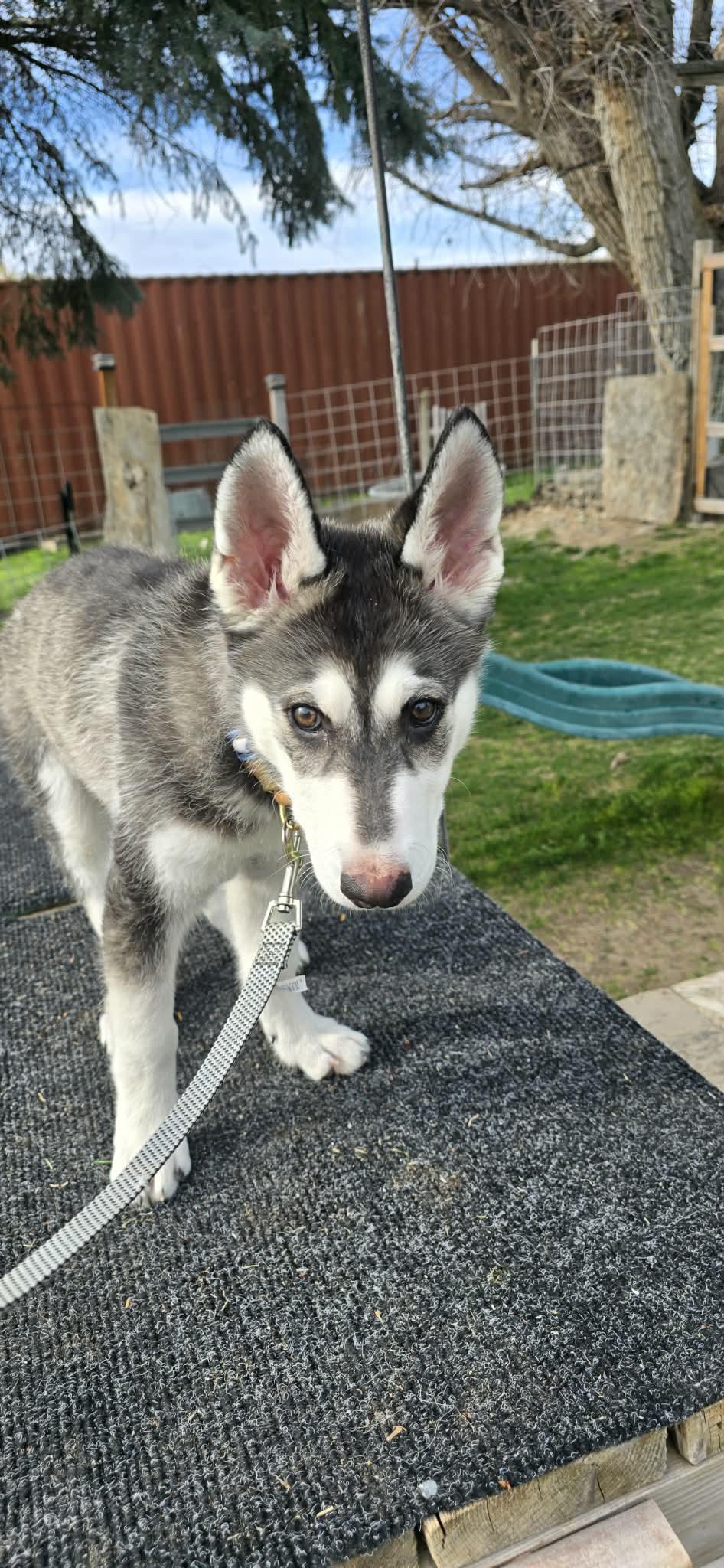 Enlarge PISTOL, a Adoptable Alaskan Malamute in Seattle, WA image 3/3