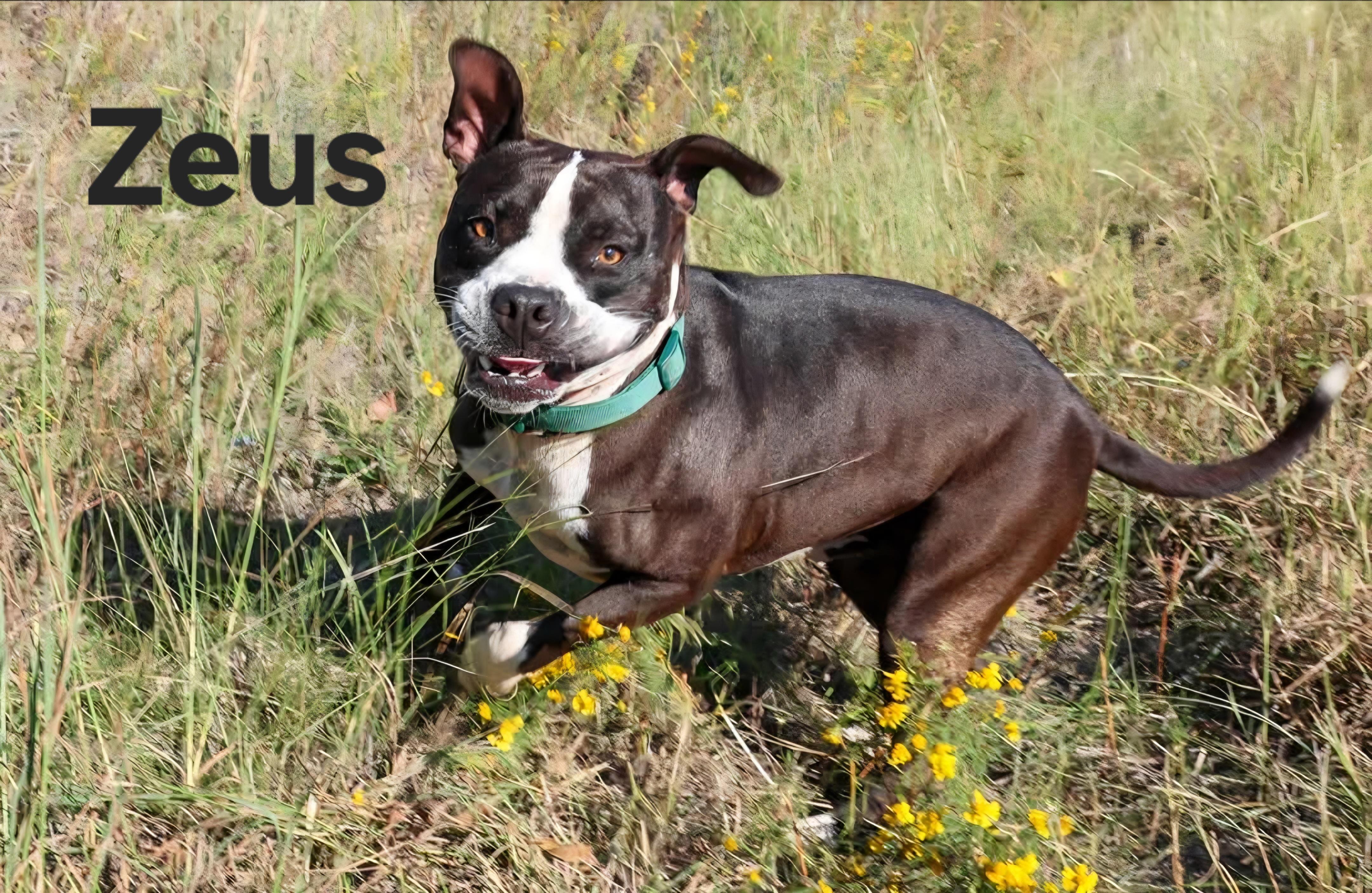 Enlarge Zeus, a Adoptable mixed breed in Nocona, TX image 1/1