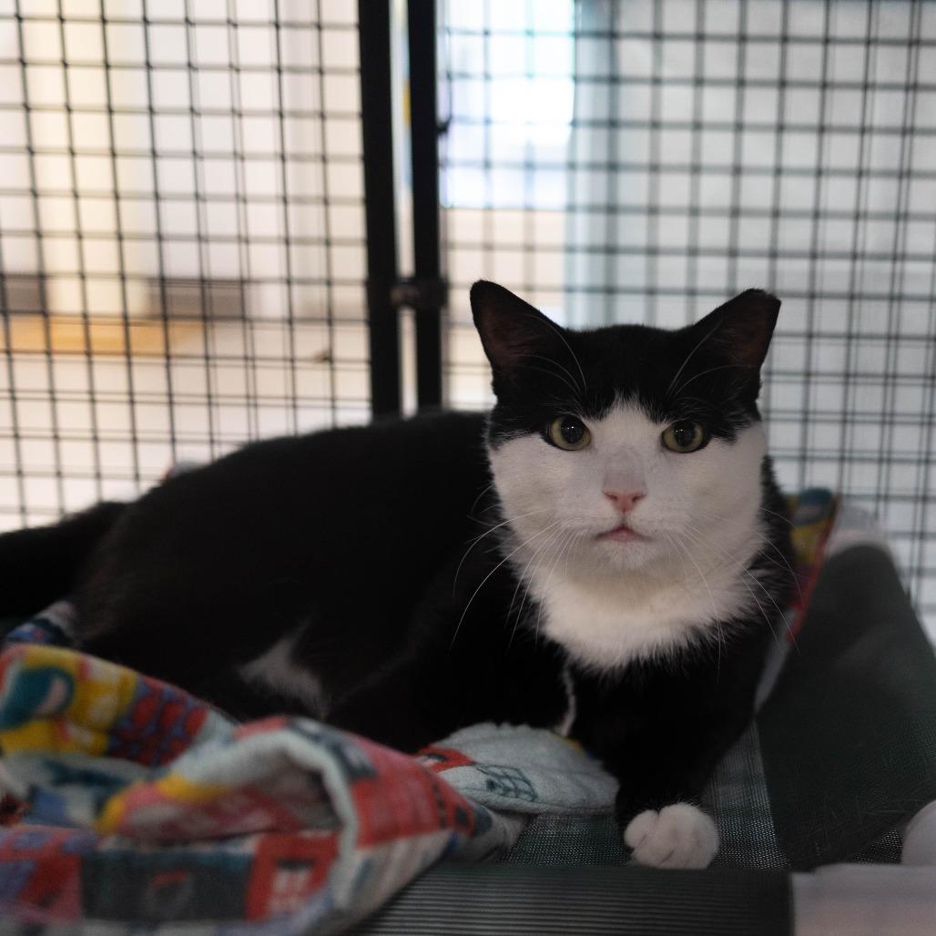 Enlarge 26-164 Soda Pop, a Adoptable Domestic Short Hair in North Branford, CT image 3/4