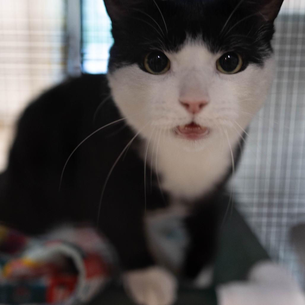Enlarge 26-164 Soda Pop, a Adoptable Domestic Short Hair in North Branford, CT image 4/4