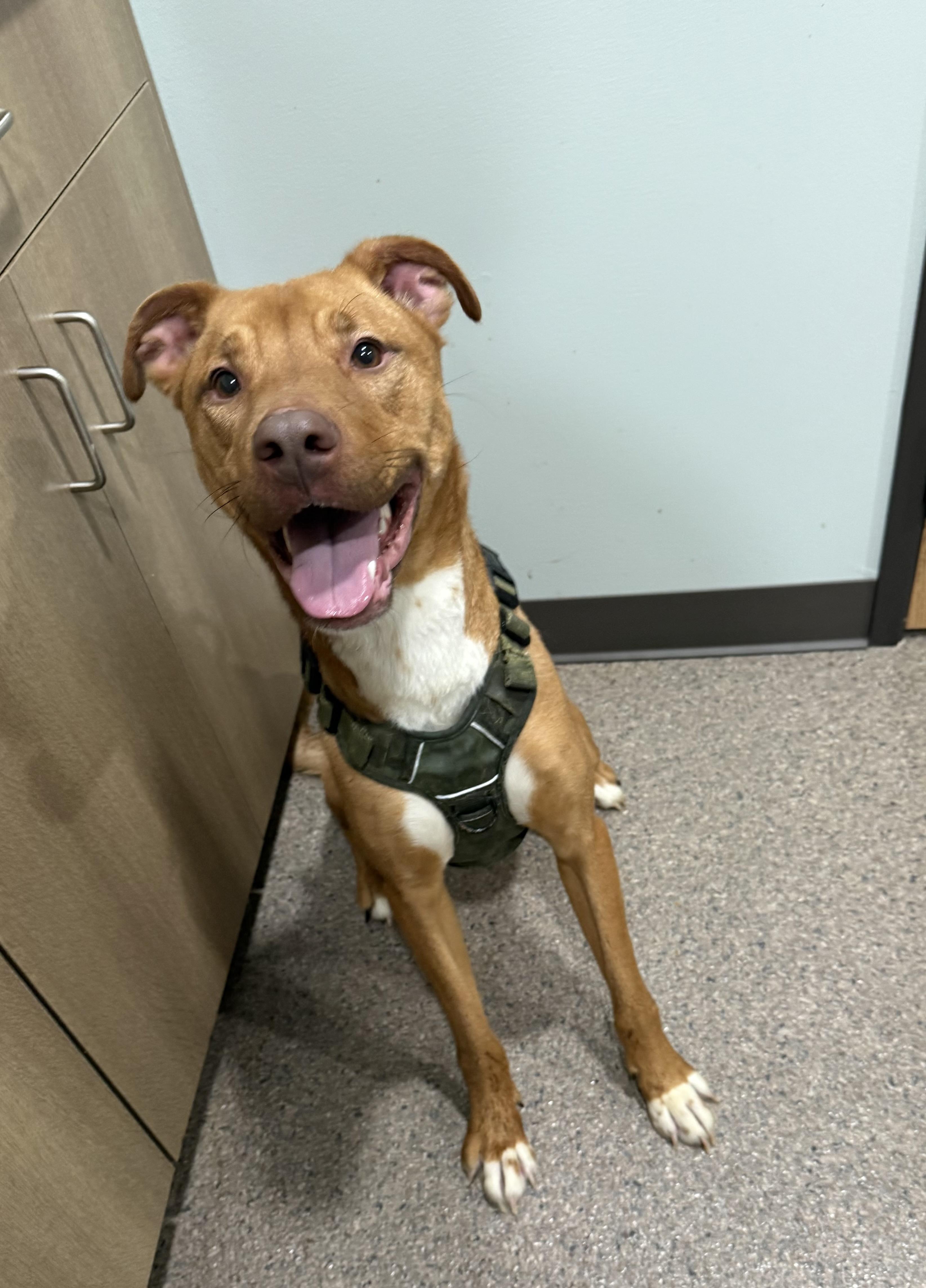 Mazy- Currently Enrolled in Prison Training Program, ADOPTABLE, Adult Female Mixed Breed.