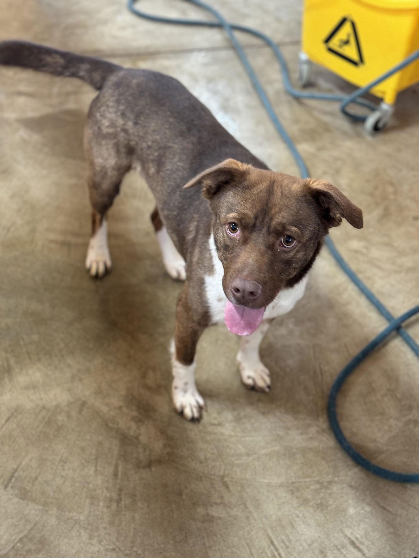 Enlarge Willow, a Adoptable Pit Bull Terrier in New Martinsville, WV image 1/3