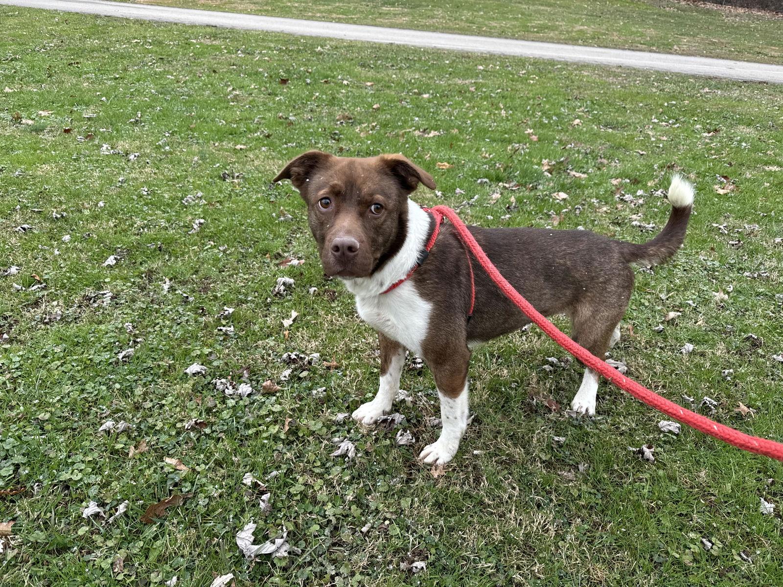 Enlarge Willow, a Adoptable Pit Bull Terrier in New Martinsville, WV image 2/3