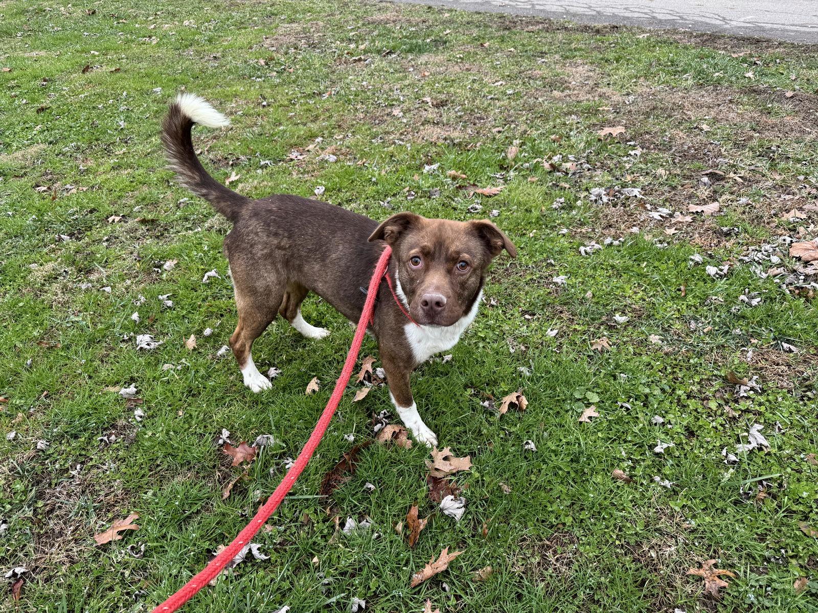 Enlarge Willow, a Adoptable Pit Bull Terrier in New Martinsville, WV image 3/3