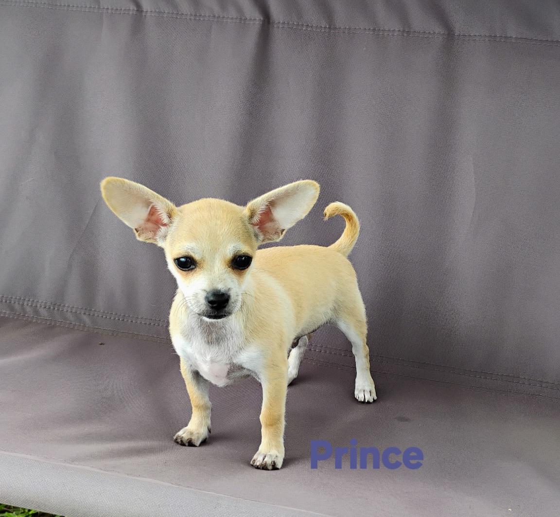 Prince