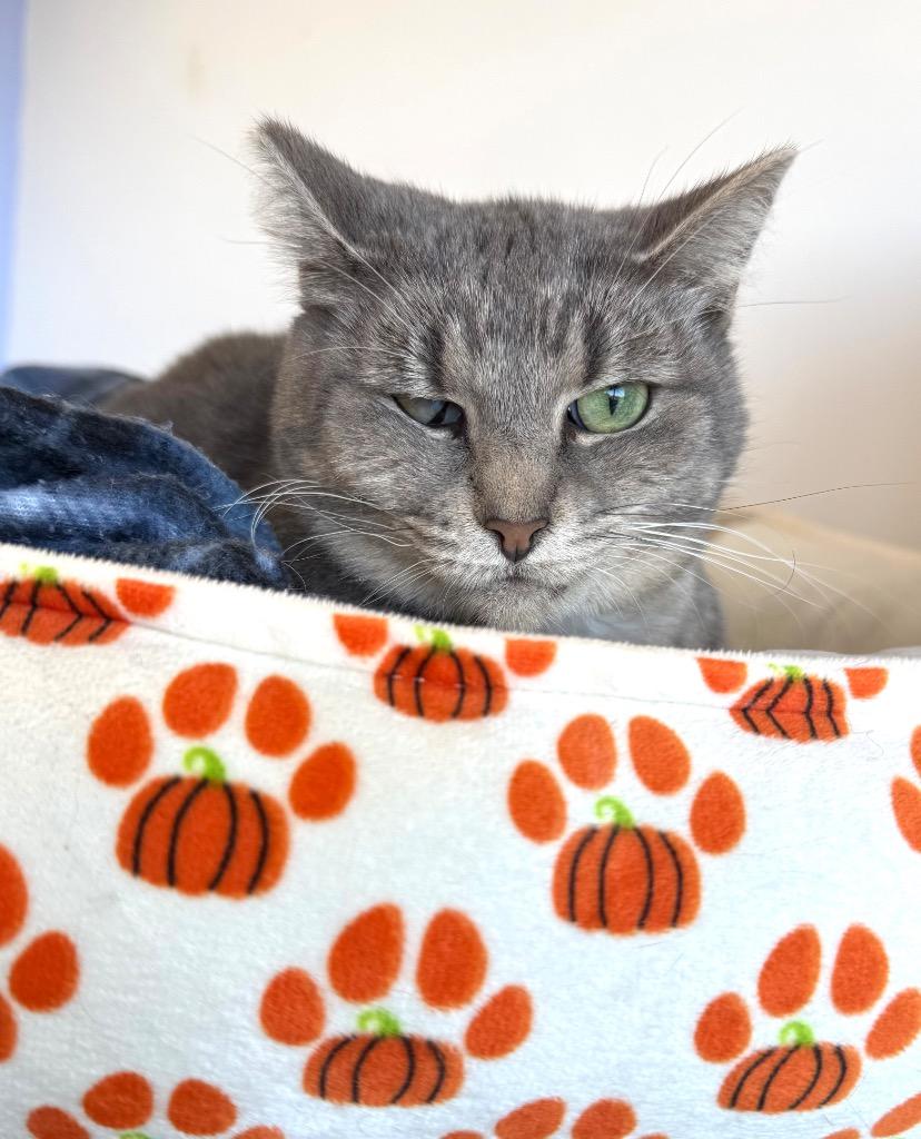 Mila, Adoptable, Adult Female Domestic Short Hair.