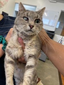 Mila, a Adoptable mixed breed in Thousand Oaks, CA image 2/2