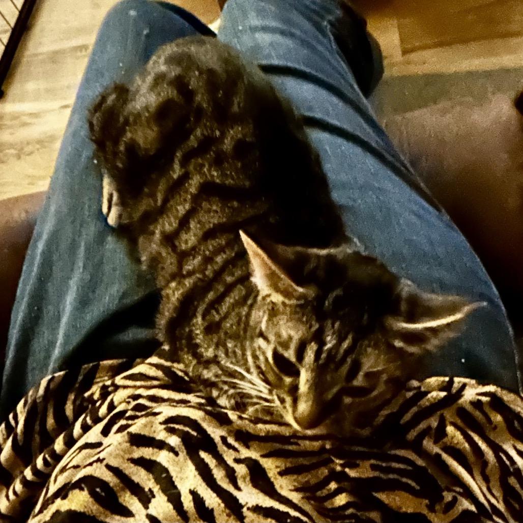 Mandy, Adoptable, Young Female Domestic Short Hair.