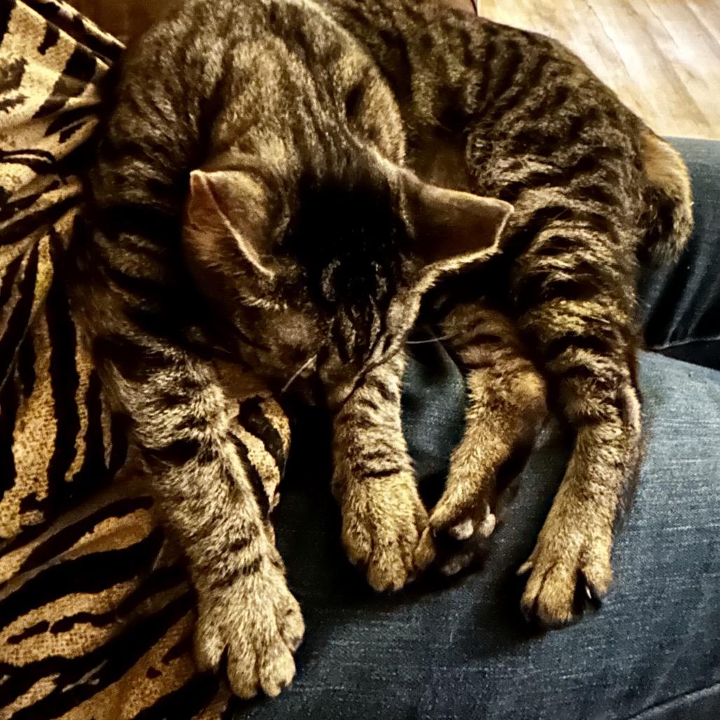 Enlarge Mandy, a Adoptable Domestic Short Hair in Othello, WA image 2/3