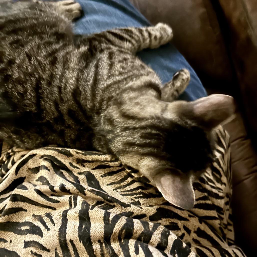 Enlarge Mandy, a Adoptable Domestic Short Hair in Othello, WA image 3/3