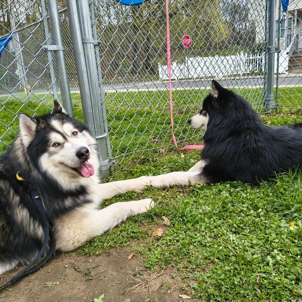 Enlarge Alexi w/ Shakira *Fee Waived* - See our Video!, a Adoptable mixed breed in Springfield, MA image 1/6