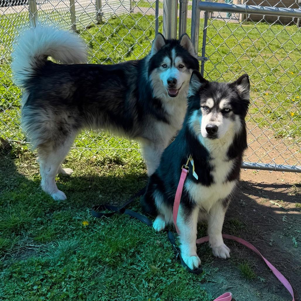 Alexi w/ Shakira *Fee Waived* - See our Video! - In foster, Adoptable, Adult Male Husky & Alaskan Malamute.