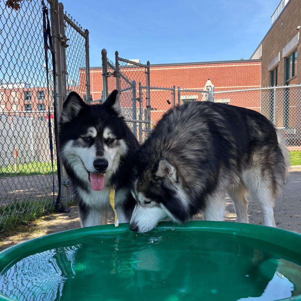 Enlarge Alexi w/ Shakira *Fee Waived*  - See our Video! - In foster, a Adoptable mixed breed in Springfield, MA image 2/4