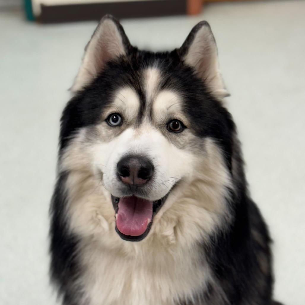Enlarge Alexi w/ Shakira *Fee Waived* - See our Video!, a Adoptable mixed breed in Springfield, MA image 3/6