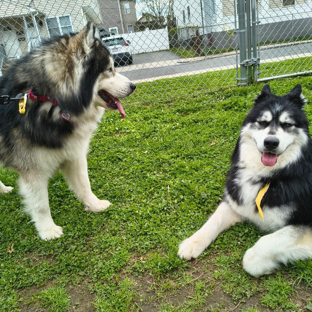 Enlarge Alexi w/ Shakira *Fee Waived* - See our Video!, a Adoptable mixed breed in Springfield, MA image 6/6