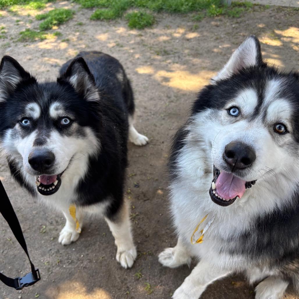 Enlarge Alexi w/ Shakira *Fee Waived*  - See our Video! - In foster, a Adoptable mixed breed in Springfield, MA image 4/4