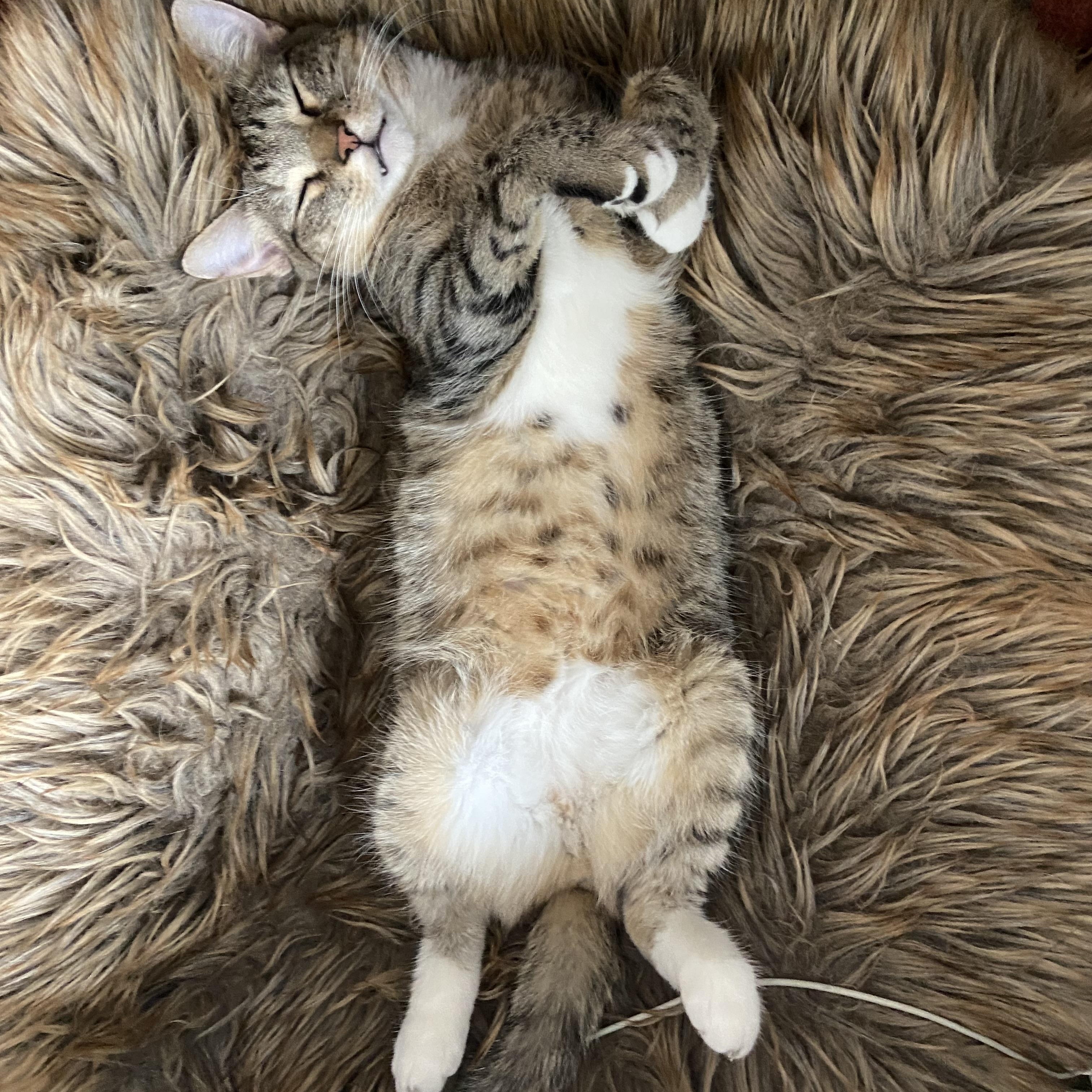 Yoshi, Adoptable, Adult Male Tabby & Domestic Short Hair.