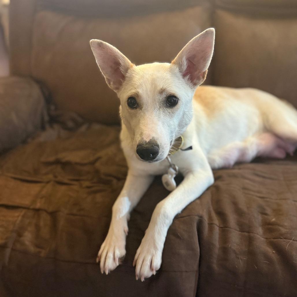 Pearl, Adoptable, Adult Female Shepherd & Yellow Labrador Retriever.