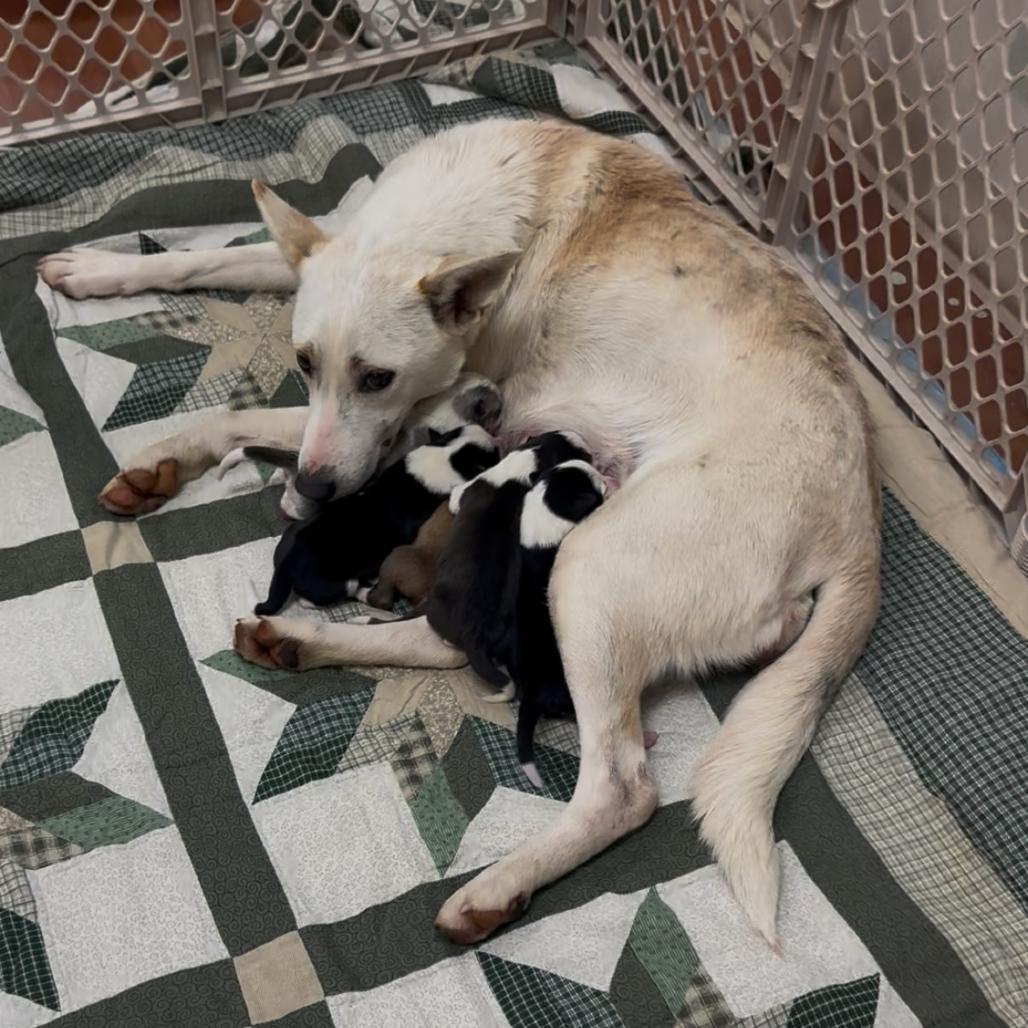 Enlarge Pearl, a Adoptable mixed breed in Springboro, OH image 2/2