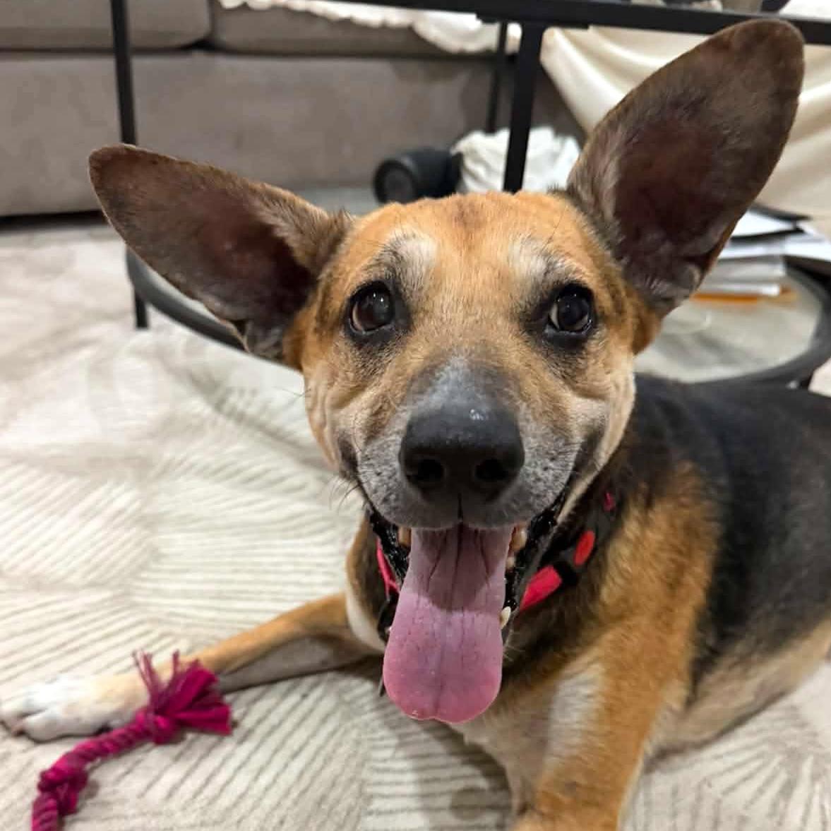 Enlarge Bella, a Adoptable mixed breed in Brooklyn, NY image 1/6